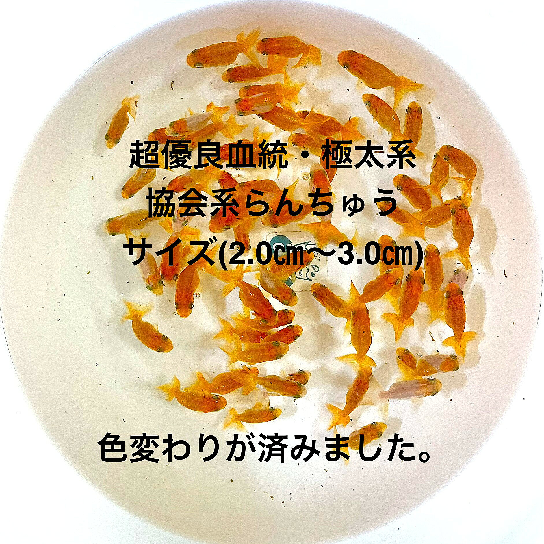●新仔※協会系らんちゅう●超優良血統●黒仔初出荷●極太系★現物出荷★ランダム★当歳魚★【画像の中から：25匹セット】サイズ(2.0cm～3.0cm) ・在庫がなくなり次第終了致します。●※スマホでご覧の方は画像左下の動画をタッチしてください画像の動画が見られます。サシはほぼ外してあります、4つ尾の個体になります。●画像2の親から生まれた幼魚になります。この時期の観賞用としては充分だと思います。飼育用飼料は細粒餌サイズ、赤虫も大体食べれるサイズと思います。※●野外常温で飼育しておりますので野外でも安心して育てられると思います。画像の中より掬い発送いたします。【協会系らんちゅうとは、らんちゅう愛好家によってブリードされた固体で、肉腫の発達が良くバランスの取れた体型特徴で、上見だけでなく横見でも観賞価値が高いです】選別は繰り開始3回済、広々とした飼育設備で育成してあげてください、これからが伸びしろ期になり最大20cm程度まで成長いたします。1年を通して粉餌と粒餌を併用して与えております。※万全を期して発送致しますが、商品が生き物という性質上、輸送中に暴れる事もございます。スレ傷、充血、脱鱗、鰭の裂け等ある場合もございますのでご理解のほどよろしくお願いいたします。生き物という性質上、健康状態不良と判断した場合お取引を取り消しさせていただく場合がございます。●屋外常温飼育です。【輸送のストレスを緩和するため飼育水での発送となります】●※到着時の損傷や死着があっても補償はありませんのでご了承の上ご注文宜しくお願い致します。●●お手になされた方はご満足いただける、協会系らんちゅうだと思います。日光をたっぷりと浴びた環境でのびのびと育った、丈夫で綺麗な個体を選別した親種から生まれた個体になります。飼育容器や環境により体色が多少変化致します。体型やサイズ判断は当店独自基準となります。すぐに与えられる顆粒状の飼育用餌を多少ですがお付けいたします。当店ではすべてこの飼育用餌にて育てております、当店自慢のオリジナル飼育用餌になります。（別途共通飼料を販売しておりますので検索宜しくお願い致します）※電話でのご注文・ご予約・ご相談も受けております(080-6708-6627）●●※12:00までの注文で翌日お届け※●●【商品説明】この商品は、優れた血統を持つ協会系らんちゅうの当歳魚セットです。極太系の特徴を持ち、健康的で美しい成長が期待できます。サイズは2.0cmから3.0cmで、初めての方でも飼育しやすい大きさです。ランダムに選ばれた25匹がセットになっており、個性豊かな魚たちを楽しむことができます。現物出荷のため、実際にお手元に届く魚の姿をそのまま確認できます。水槽に新たな彩りを加えたい方に最適です。※電話でのご注文・ご予約・ご相談も受けております(080-6708-6627）