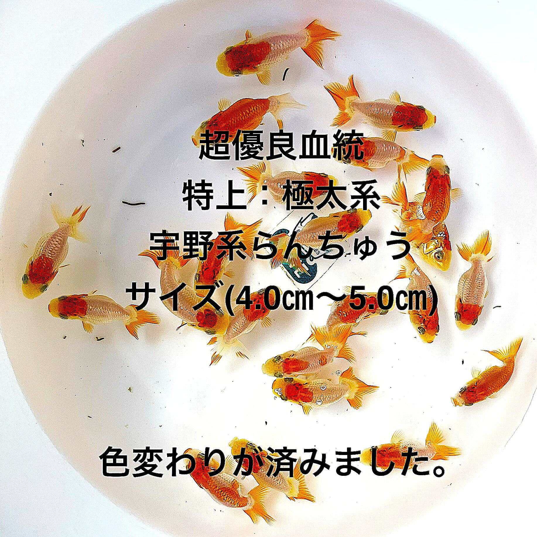 ●※新幼魚初出荷※●宇野系らんちゅう●超優良血統●極太系●黒仔初出荷★現物出荷★ランダム★当歳魚★【画像の中から：20匹セット】サイズ(4.0cm～5.0cm) ・在庫がなくなり次第終了致します。●※スマホでご覧の方は画像左下の動画をタッチしてください画像の動画が見られます。サシはほぼ外してあります、4つ尾の個体になります。●画像2の親から生まれた幼魚になります。観賞用・種用としては充分だと思います。飼育用飼料は細粒餌サイズ、赤虫を与えております。※●野外常温で飼育しておりますので野外でも安心して育てられると思います。画像の中より掬い発送いたします。【宇野系らんちゅうとは、明治時代に宇野仁松氏が提唱した基準に基づいて飼育されているらんちゅうです。頭部の肉塊が大きく発達しており色とり豊かな体色が特徴です】選別は繰り開始3回済、広々とした飼育設備で育成してあげてください、これからが伸びしろ期になり最大20cm程度まで成長いたします。1年を通して粉餌と粒餌を併用して与えております。※万全を期して発送致しますが、商品が生き物という性質上、輸送中に暴れる事もございます。スレ傷、充血、脱鱗、鰭の裂け等ある場合もございますのでご理解のほどよろしくお願いいたします。生き物という性質上、健康状態不良と判断した場合お取引を取り消しさせていただく場合がございます。●屋外常温飼育です。【輸送のストレスを緩和するため飼育水での発送となります】●※到着時の損傷や死着があっても補償はありませんのでご了承の上ご注文宜しくお願い致します。●●お手になされた方はご満足いただける、宇野系らんちゅうだと思います。日光をたっぷりと浴びた環境でのびのびと育った、丈夫で綺麗な個体を選別した親種から生まれた個体になります。飼育容器や環境により体色が多少変化致します。体型やサイズ判断は当店独自基準となります。すぐに与えられる顆粒状の飼育用餌を多少ですがお付けいたします。当店ではすべてこの飼育用餌にて育てております、当店自慢のオリジナル飼育用餌になります。（別途共通飼料を販売しておりますので検索宜しくお願い致します）※電話でのご注文・ご予約・ご相談も受けております(080-6708-6627）●●※12:00までの注文で翌日お届け※●●【商品説明】宇野系らんちゅうは、極太系の優れた血統を持つ黒仔で、初出荷の当歳魚です。このセットには、サイズが4.0cmから5.0cmの20匹が含まれています。ランダムに選ばれた個体は、成長とともにその美しさを増し、観賞魚としての価値を高めます。初心者から愛好家まで、幅広い方々におすすめできる商品です。特に、らんちゅうの飼育を始めたい方にとって、理想的な選択肢となるでしょう。※電話でのご注文・ご予約・ご相談も受けております(080-6708-6627）