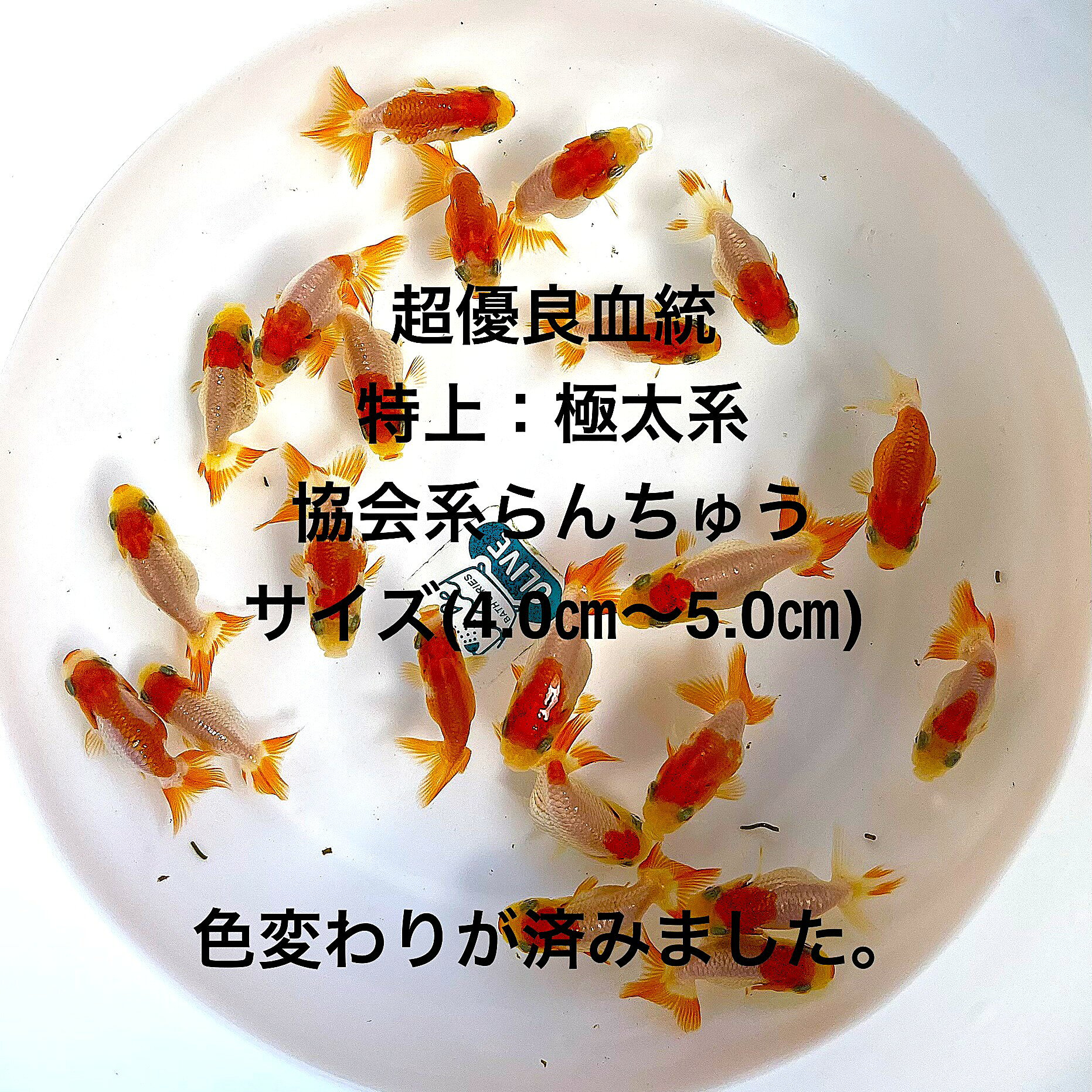 ●※新幼魚初出荷※●協会系らんちゅう●超優良血統●極太系●黒仔初出荷★現物出荷★ランダム★当歳魚★【画像の中から：20匹セット】サイズ(4.0cm～5.0cm) ・在庫がなくなり次第終了致します。●※スマホでご覧の方は画像左下の動画をタッチしてください画像の動画が見られます。サシはほぼ外してあります、4つ尾の個体になります。●画像2の親から生まれた幼魚になります。観賞用・種用としては充分だと思います。飼育用飼料は細粒餌サイズ、赤虫を与えております。※●野外常温で飼育しておりますので野外でも安心して育てられると思います。画像の中より掬い発送いたします。【協会系らんちゅうとは、らんちゅう愛好家によってブリードされた固体で、肉腫の発達が良くバランスの取れた体型特徴で、上見だけでなく横見でも観賞価値が高いです】選別は繰り開始3回済、広々とした飼育設備で育成してあげてください、これからが伸びしろ期になり最大20cm程度まで成長いたします。1年を通して粉餌と粒餌を併用して与えております。※万全を期して発送致しますが、商品が生き物という性質上、輸送中に暴れる事もございます。スレ傷、充血、脱鱗、鰭の裂け等ある場合もございますのでご理解のほどよろしくお願いいたします。生き物という性質上、健康状態不良と判断した場合お取引を取り消しさせていただく場合がございます。●屋外常温飼育です。【輸送のストレスを緩和するため飼育水での発送となります】●※到着時の損傷や死着があっても補償はありませんのでご了承の上ご注文宜しくお願い致します。●●お手になされた方はご満足いただける、協会系らんちゅうだと思います。日光をたっぷりと浴びた環境でのびのびと育った、丈夫で綺麗な個体を選別した親種から生まれた個体になります。飼育容器や環境により体色が多少変化致します。体型やサイズ判断は当店独自基準となります。すぐに与えられる顆粒状の飼育用餌を多少ですがお付けいたします。当店ではすべてこの飼育用餌にて育てております、当店自慢のオリジナル飼育用餌になります。（別途共通飼料を販売しておりますので検索宜しくお願い致します）※電話でのご注文・ご予約・ご相談も受けております(080-6708-6627）●●※12:00までの注文で翌日お届け※●●【商品説明】この協会系らんちゅうは、超優良血統の極太系で、初出荷の黒仔です。サイズは4.0cmから5.0cmで、当歳魚としての若々しさと活力を持っています。選び抜かれた20匹セットで提供され、現物出荷のため、実際にお手元に届く魚の姿を確認できます。初心者から愛好家まで、幅広い方におすすめの一品です。水槽に新たな生命を迎え入れ、華やかな水景を楽しんでください。※電話でのご注文・ご予約・ご相談も受けております(080-6708-6627）