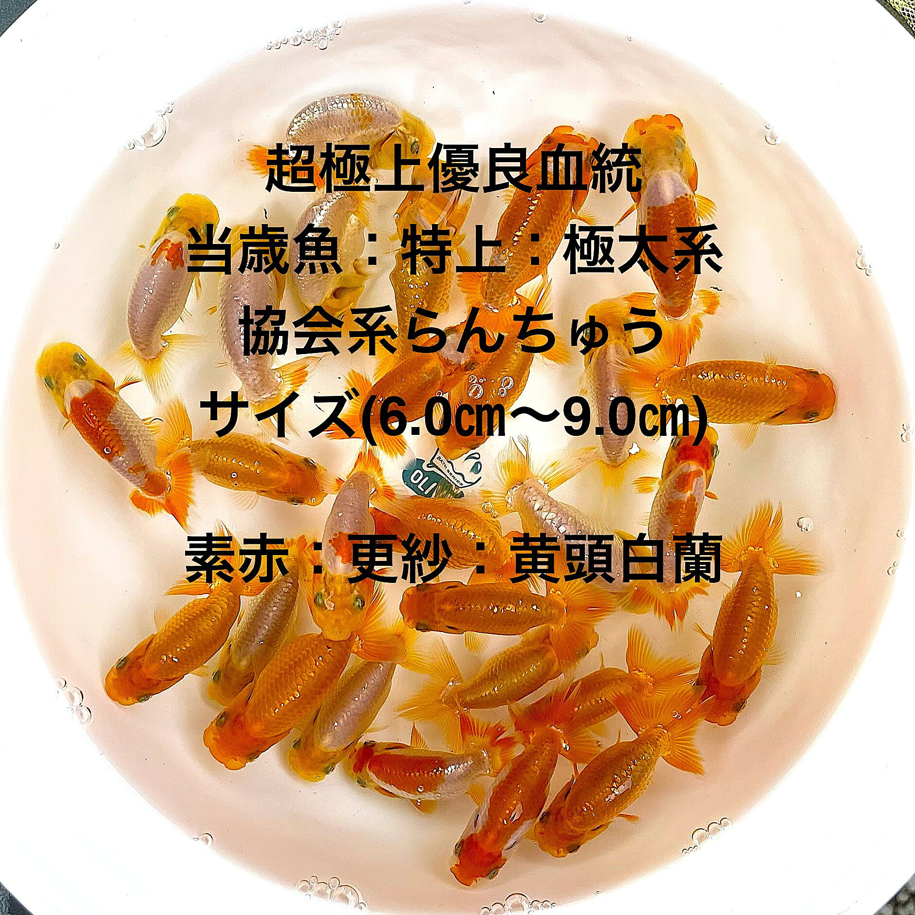 A10●※当歳魚初出荷※●極上種魚●極上観賞魚●協会系らんちゅう●超極上優良血統●極太系●★現物出荷★ランダム出荷★【協会系種魚・素赤：更紗：黄頭白蘭】画像の中から：10匹セット。サイズ(6.0cm～9.0cm)・在庫がなくなり次第終了致します。●※スマホでご覧の方は画像左下の動画をタッチしてください画像の動画が見られます。愛知県人気ブリーダー作出魚・全国大会で大関を獲得した系統です。自積のある系統なので種魚にも最適です。4つ尾の個体になります。●観賞用・種用としては充分だと思います。当歳から頭部の発達が素晴らしいです。取り置き中に多少色が変化する場合があります。入手困難な魚ですので、この機会にぜひどうぞ。飼育用飼料は細粒餌サイズと赤虫を与えております。※●野外常温で飼育しておりますので野外でも安心して育てられると思います。画像の中より掬い発送いたします。【宇野系らんちゅうとは、明治時代に宇野仁松氏が提唱した基準に基づいて飼育されているらんちゅうです。頭部の肉塊が大きく発達しており色とり豊かな体色が特徴です】選別は繰り開始3回済、広々とした飼育設備で育成してあげてください、これからが伸びしろ期になり最大20cm程度まで成長いたします。1年を通して粉餌と粒餌を併用して与えております。※万全を期して発送致しますが、商品が生き物という性質上、輸送中に暴れる事もございます。スレ傷、充血、脱鱗、鰭の裂け等ある場合もございますのでご理解のほどよろしくお願いいたします。生き物という性質上、健康状態不良と判断した場合お取引を取り消しさせていただく場合がございます。●屋外常温飼育です。【輸送のストレスを緩和するため飼育水での発送となります】●※到着時の損傷や死着があっても補償はありませんのでご了承の上ご注文宜しくお願い致します。●●お手になされた方はご満足いただける、宇野系らんちゅうだと思います。日光をたっぷりと浴びた環境でのびのびと育った、丈夫で綺麗な個体を選別した親種から生まれた個体になります。飼育容器や環境により体色が多少変化致します。体型やサイズ判断は当店独自基準となります。すぐに与えられる顆粒状の飼育用餌を多少ですがお付けいたします。当店ではすべてこの飼育用餌にて育てております、当店自慢のオリジナル飼育用餌になります。（別途共通飼料を販売しておりますので検索宜しくお願い致します）※電話でのご注文・ご予約・ご相談も受けております(080-6708-6627）●●※12:00までの注文で翌日お届け※●●【商品説明】極上の観賞魚をお探しの方に最適な、協会系らんちゅうのセットです。この商品は、優良な血統を持つ極太系の当歳魚で、サイズは6.0cmから9.0cmです。素赤、更紗、黄頭白蘭の美しい色合いが特徴で、10匹セットでお届けします。ランダム出荷のため、どの個体が届くかはお楽しみです。水槽に華やかさを加え、観賞魚としての価値を高めること間違いなしです。※電話でのご注文・ご予約・ご相談も受けております(080-6708-6627）