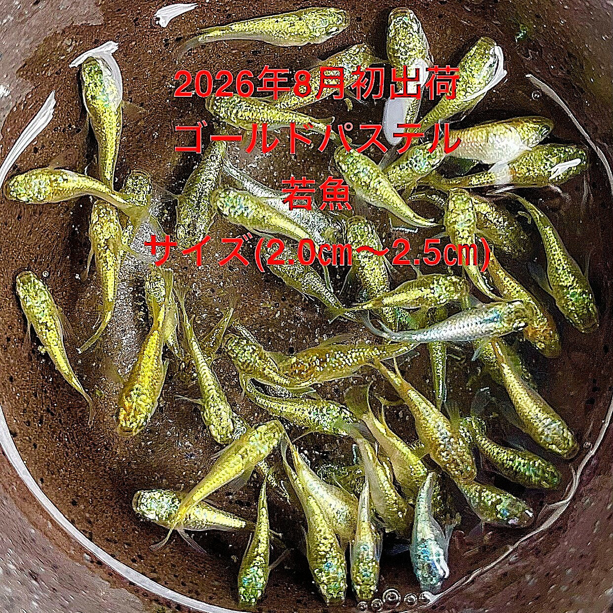 ●※めだか2026年7月生まれ※●初出荷●最新世代★新品種★新系統★極上固体★ゴールド系★ランダム★【ゴールドパステル：20匹セット】サイズM(2,0cm前後)・在庫が無くなり次第終了致します。画像の1から生まれた幼魚を発送致します。●※スマホでご覧の方は画像左下の動画をタッチしてください画像の動画が見られます※●●野外常温で飼育しておりますので野外でも安心して育てられると思います。※万全を期して発送致しますが、商品が生き物という性質上、輸送中に暴れる事もございます。スレ傷、充血、脱鱗、鰭の裂け等ある場合もございますのでご理解のほどよろしくお願いいたします。生き物という性質上、健康状態不良と判断した場合お取引を取り消しさせていただく場合がございます。【輸送のストレスを緩和するため飼育水での発送となります】●※到着時の損傷や死着があっても補償はありませんのでご了承の上ご注文宜しくお願い致します。●●お手になされた方はご満足いただけるメダカだと思います。日光ををたっぷりと浴びた環境でのびのびと育った、丈夫で綺麗な個体になります。メダカには保護色機能があり、飼育容器や環境により体色が多少変化致します。体型やサイズ判断は当店独自基準となります。雌雄はお入れいたしますので雌雄の指定はご遠慮ください。。すぐに与えられる顆粒状の飼育用餌を多少ですがお付けいたします。当店ではすべてこの飼育用餌にて育てております、当店自慢のオリジナル飼育用餌になります。（別途針仔用、稚魚用餌、成魚用餌もご用意しております是非ご利用ください）●●※12:00までの注文で翌日お届け※●●【商品説明】極上の美しさを誇る「ゴールドパステル」は、最新世代のゴールド系めだかです。ゴールドに輝くラメが特徴で、水槽内での存在感は抜群です。20匹セットで提供されるこの商品は、観賞用として最適で、めだか愛好家にとって特別な一品となるでしょう。サイズは2,0cm前後で、育てやすさも魅力の一つです。ぜひこの極上個体をお迎えください。※電話でのご注文・ご予約・ご相談も受けております(080-6708-6627）