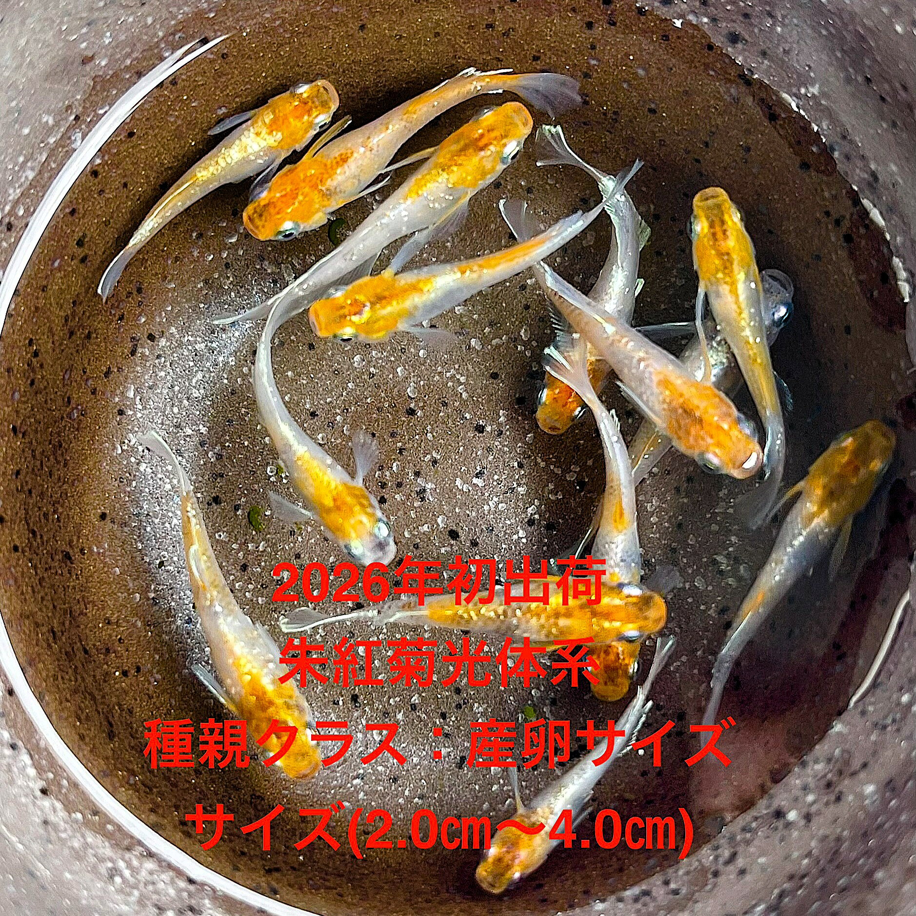 ●※めだか2026年8月初出荷※★光体系★極上個体★ランダム★種親クラス★産卵サイズ●【朱紅菊光体系：5ペアセット】サイズML(2.0cm〜4.0cm)・ 在庫がなくなり次第終了致します。●※スマホでご覧の方は画像左下の動画をタッチしてください画像の動画が見られます。画像の朱紅菊光体系を発送致します。●野外常温で飼育しておりますので野外でも安心して育てられると思います。※万全を期して発送致しますが、商品が生き物という性質上、輸送中に暴れる事もございます。スレ傷、充血、脱鱗、鰭の裂け等ある場合もございますのでご理解のほどよろしくお願いいたします。生き物という性質上、健康状態不良と判断した場合お取引を取り消しさせていただく場合がございます。【輸送のストレスを緩和するため飼育水での発送となります】●※到着時の損傷や死着があっても補償はありませんのでご了承の上ご注文宜しくお願い致します。 ●●お手になされた方はご満足いただけるメダカだと思います。日光をたっぷりと浴びた環境でのびのびと育った、丈夫で綺麗な個体を選別した親種から生まれた個体になります。メダカには保護色機能があり、飼育容器や環境により体色が多少変化致します。体型やサイズ判断は当店独自基準となります。すぐに与えられる顆粒状の飼育用餌を多少ですがお付けいたします。当店ではすべてこの飼育用餌にて育てております、当店自慢のオリジナル飼育用餌になります。（別途針仔用、稚魚用餌、成魚用餌もご用意しております是非ご利用ください）●●※12:00までの注文で翌日お届け※●●【商品説明】朱紅菊光体系のめだかは、その美しい光沢と鮮やかな色合いが特徴です。この5ペアセットは、種親クラスの産卵サイズで、繁殖を楽しむ方に最適です。サイズは2.0cmから4.0cmで、観賞用としても優れた存在感を放ちます。2026年8月初出荷のこの極上個体は、めだか愛好家にとって特別な一品となるでしょう。美しい水槽を彩るために、ぜひお手元に迎えてください。※電話でのご注文・ご予約・ご相談も受けております(080-6708-6627）