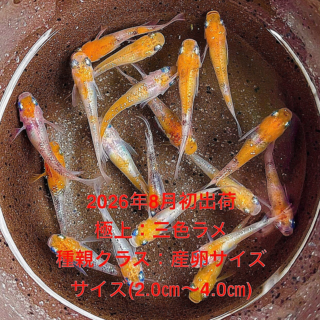 ●※めだか2026年8月初出荷※★三色ラメ★極上個体★種親クラス★産卵サイズ●【三色ラメ：...