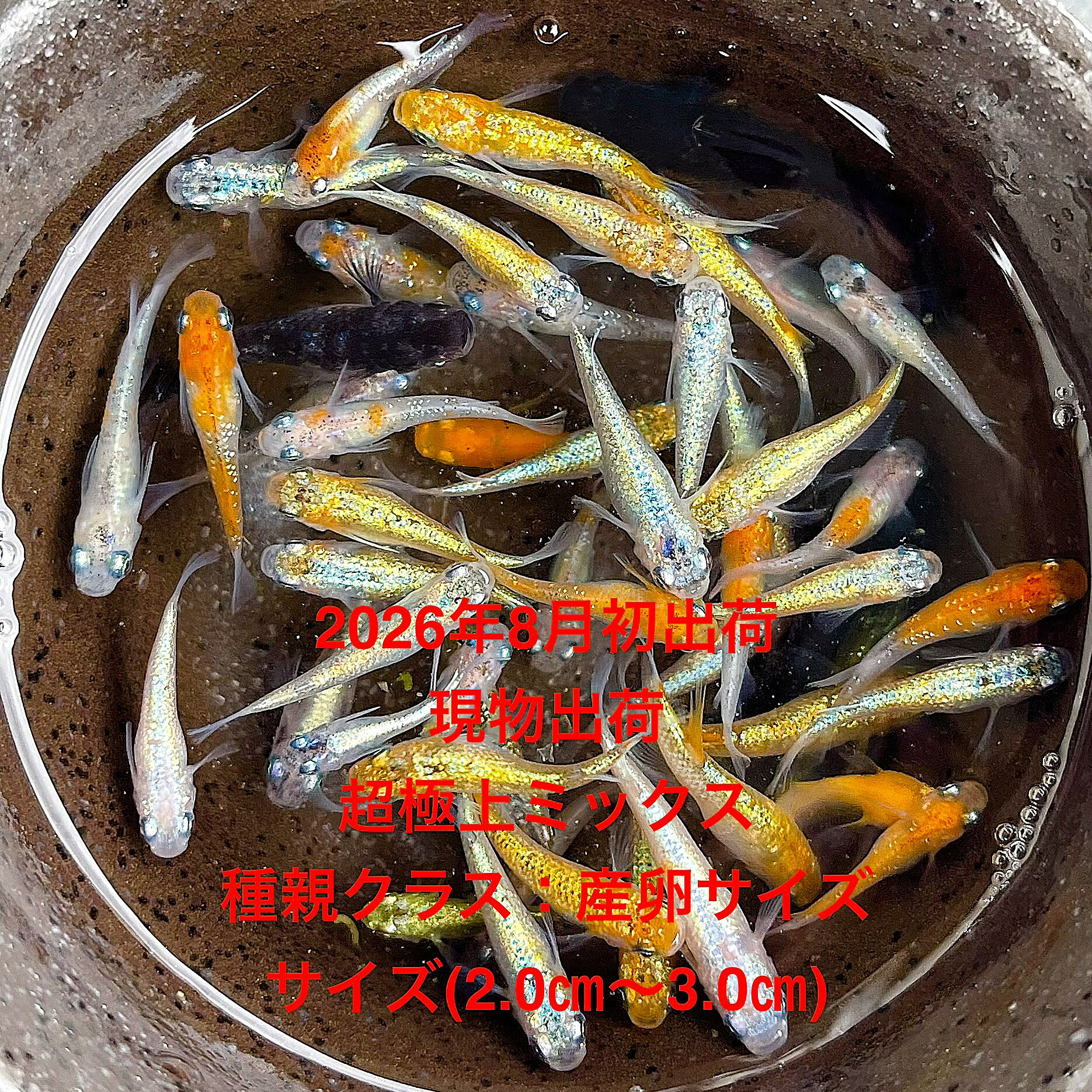 C1●めだか※今期最終出荷※●画像の親から生まれたミックス・稚魚～幼魚販売●7月孵化●...