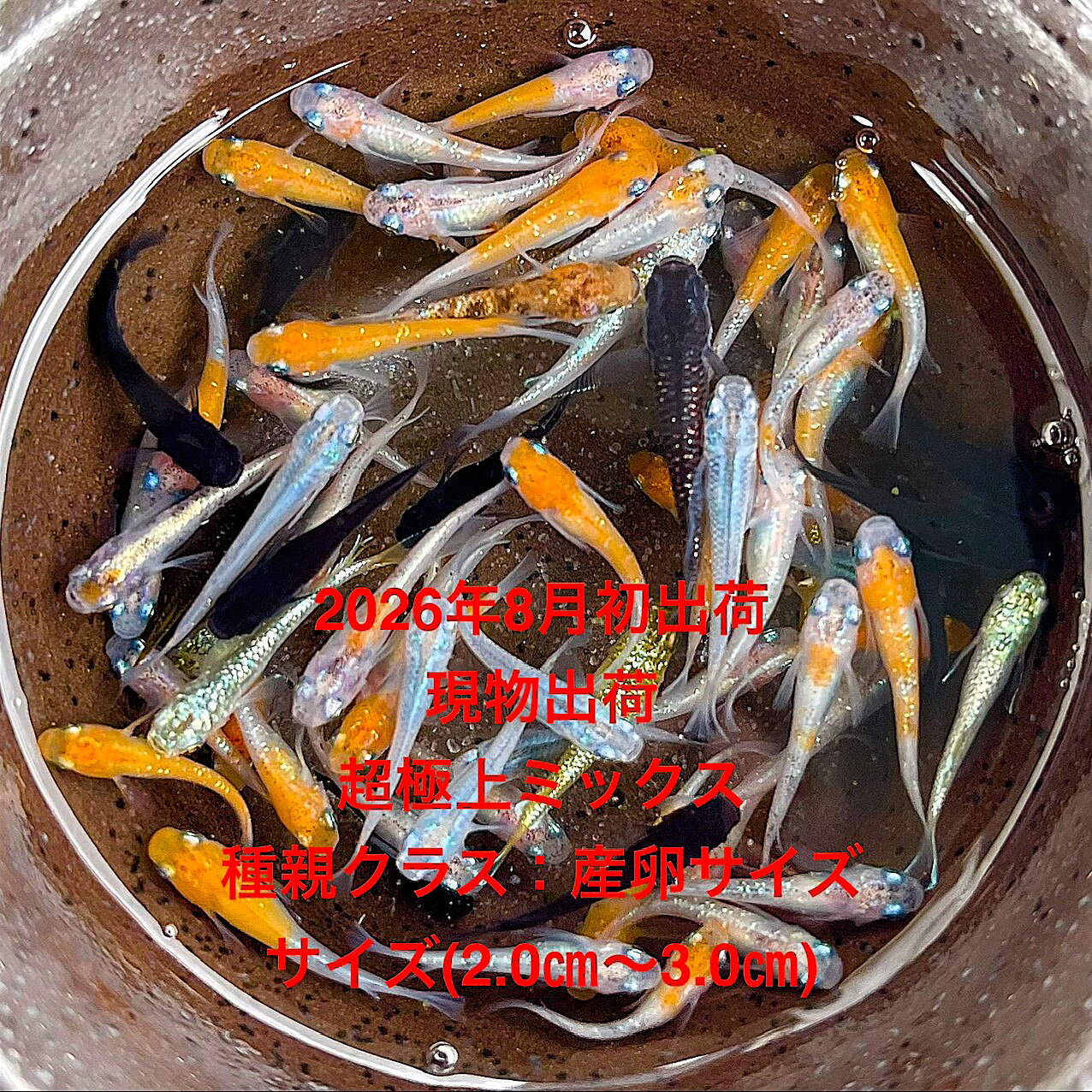 B1●めだか※今期最終出荷※●画像の親から生まれたミックス・稚魚～幼魚販売●7月孵化●初出荷★【超極上ミックス：50匹セット】サイズS(1.0cm～1.5cm）・在庫がなくなり次第終了致します。今期最終出荷になります。画像の親メダカから生まれた子供になります。※●野外常温で飼育しておりますので野外でも安心して育てられると思います。※万全を期して発送致しますが、商品が生き物という性質上、輸送中に暴れる事もございます。スレ傷、充血、脱鱗、鰭の裂け等ある場合もございますのでご理解のほどよろしくお願いいたします。生き物という性質上、健康状態不良と判断した場合お取引を取り消しさせていただく場合がございます。【輸送のストレスを緩和するため飼育水での発送となります】●※到着時の損傷や死着があっても補償はありませんのでご了承の上ご注文宜しくお願い致します。●●お手になされた方はご満足いただけるメダカだと思います。日光ををたっぷりと浴びた環境でのびのびと育った、丈夫で綺麗な個体になります。メダカには保護色機能があり、飼育容器や環境により体色が多少変化致します。体型やサイズ判断は当店独自基準となります。すぐに与えられる顆粒状の飼育用餌を多少ですがお付けいたします。当店ではすべてこの飼育用餌にて育てております、当店自慢のオリジナル飼育用餌になります。（別途針仔用、稚魚用餌、成魚用餌もご用意しております是非ご利用ください）●●※12:00までの注文で翌日お届け※●●【商品説明】この「超極上ミックス：50匹セット」は今期最終出荷になります、2026年7月に孵化しためだかの稚魚から幼魚までを含む特別なセットです。多様な色彩と模様を持つこれらのめだかは、観賞用として最適です。サイズは1.0cmから1.5cmで、水槽に新たな生命をもたらします。初心者から愛好家まで、幅広い方にお楽しみいただける商品です。※電話でのご注文・ご予約・ご相談も受けております(080-6708-6627）