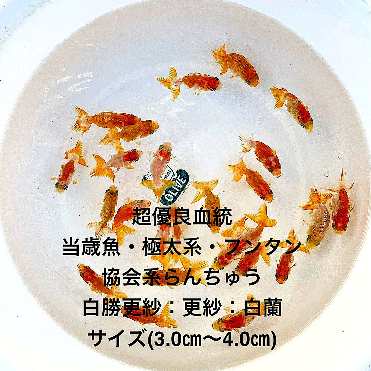 楽天市場】白らんちゅうの通販