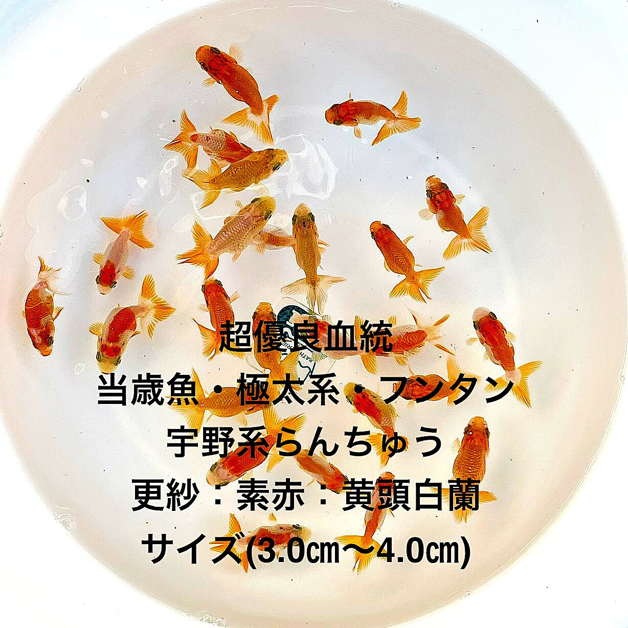 楽天市場】もみじらんちゅうの通販