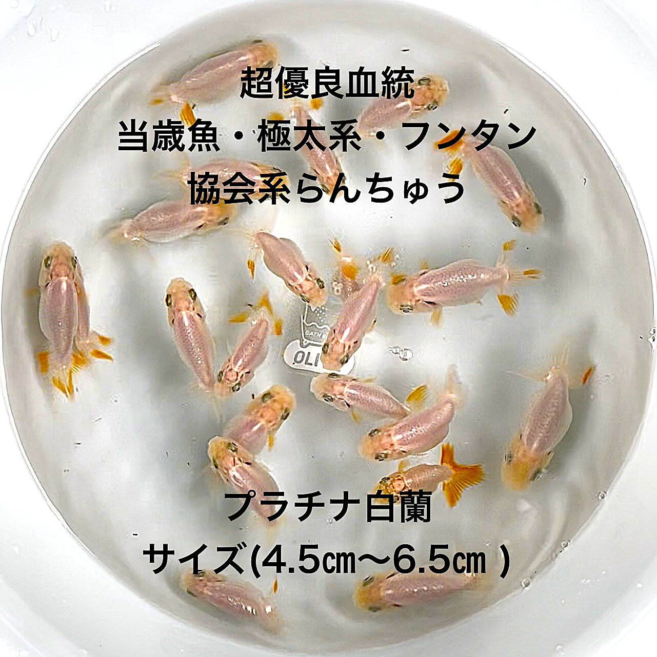 楽天市場】白 らんちゅう（熱帯魚・アクアリウム｜ペット・ペット