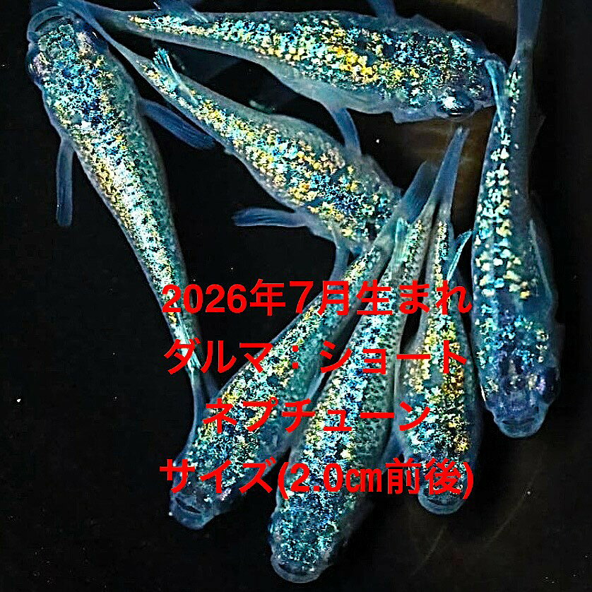 ●ダルマめだか●初出荷★新系統★極上個体★ブルーサファイア系★ダルマ・ショート★ラン...