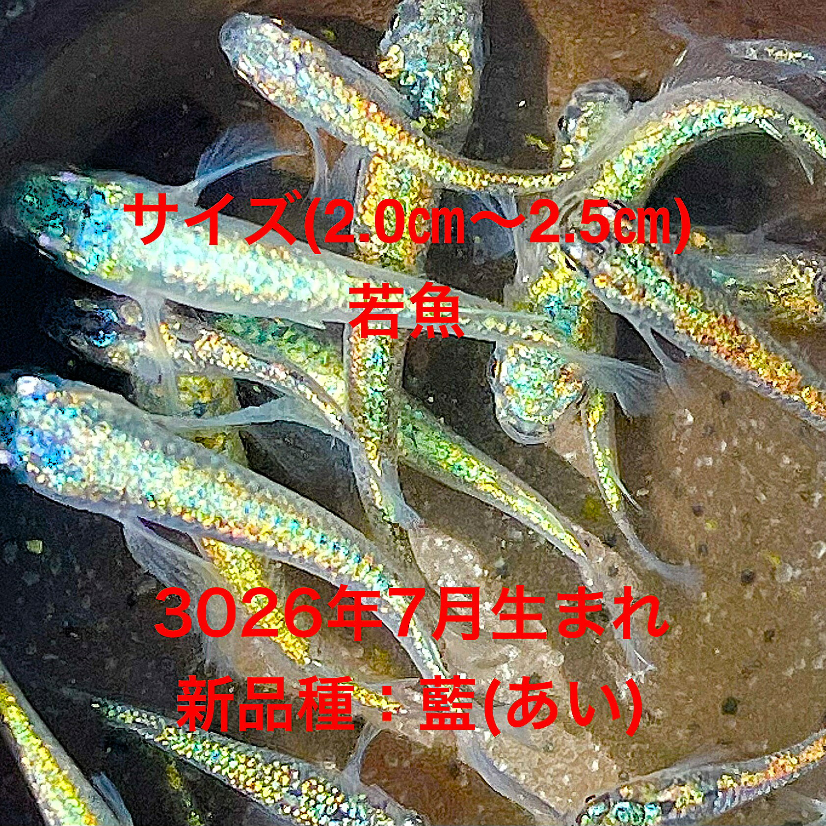 ●※めだか2026年7月生まれ※●初出荷●最新世代★新品種★新系統★極上固体★ブルー系★ラン...
