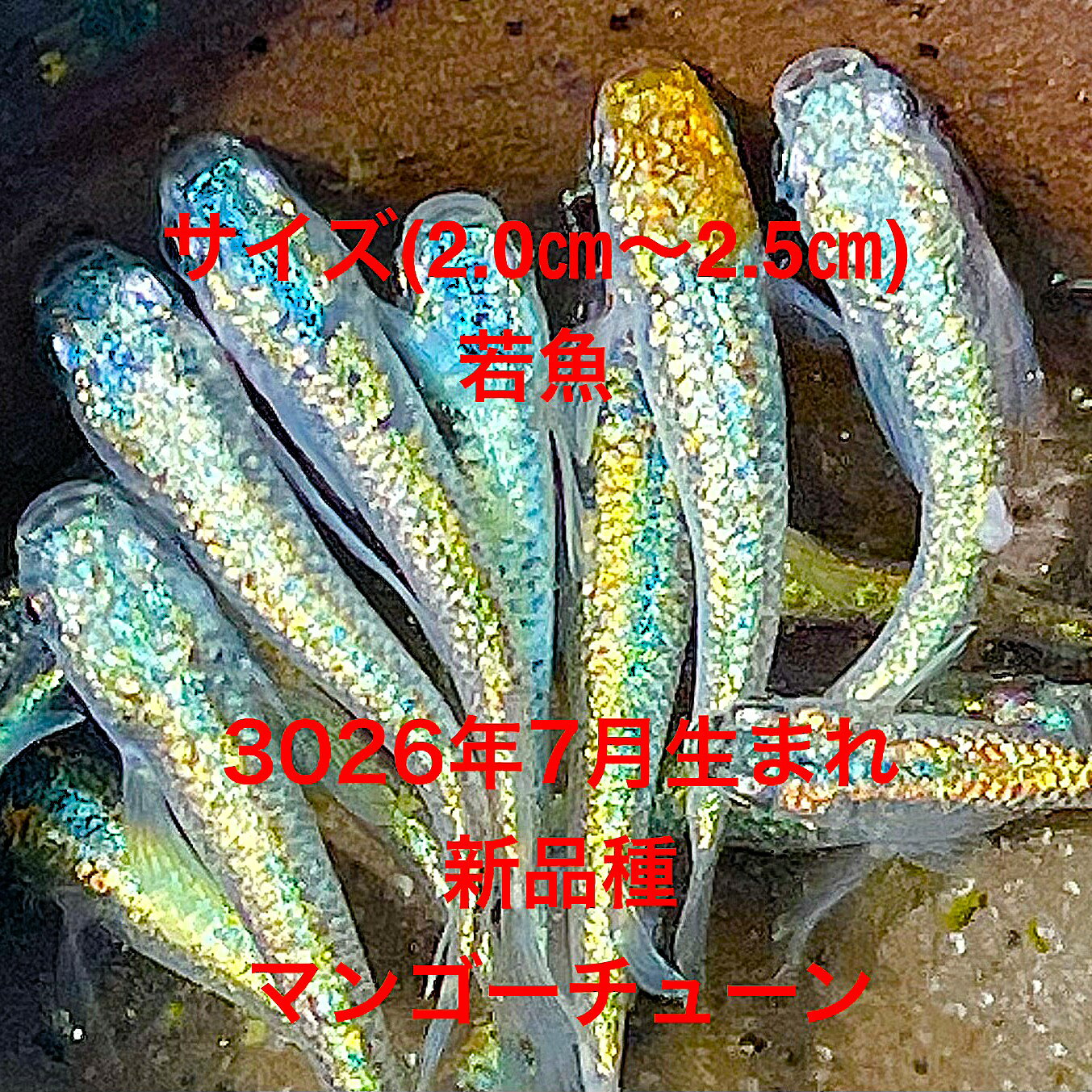●※めだか2026年7月生まれ※●初出荷●最新世代★新品種★新系統★極上固体★ブルー系★ラン...