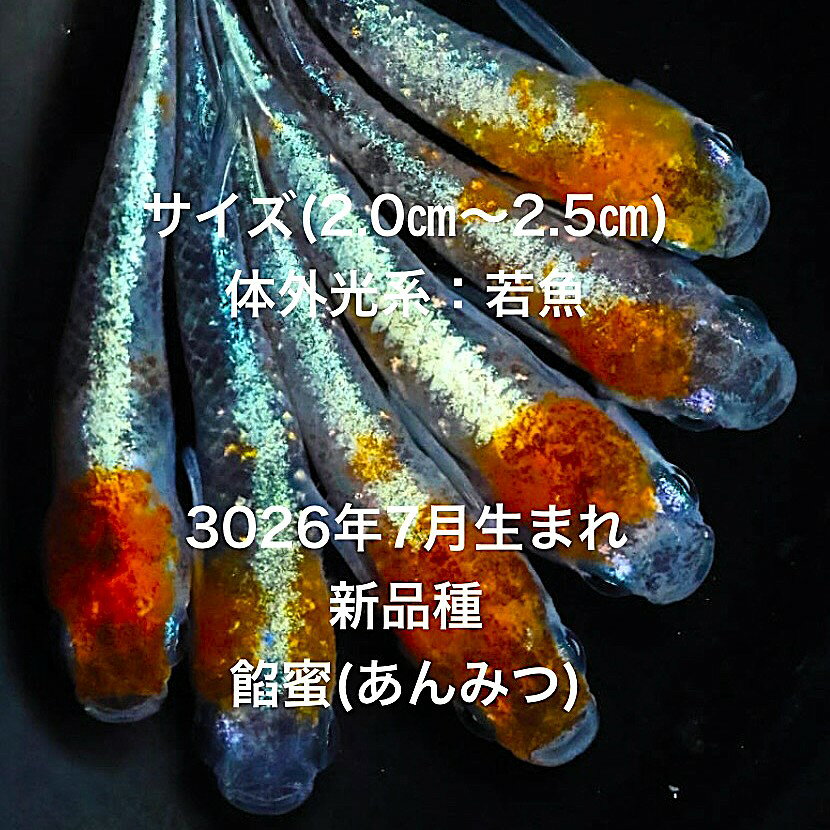 ●※めだか2026年8月初出荷※★体外光系★光体系★極上個体★ランダム★種親クラス★産卵サイズ●【餡蜜(あんみつ）：10匹セット】サイズML(2.0cm〜3.0cm)・ 在庫がなくなり次第終了致します。●※スマホでご覧の方は画像左下の動画をタッチしてください画像の動画が見られます。画像の朱紅菊光体系を発送致します。●野外常温で飼育しておりますので野外でも安心して育てられると思います。※万全を期して発送致しますが、商品が生き物という性質上、輸送中に暴れる事もございます。スレ傷、充血、脱鱗、鰭の裂け等ある場合もございますのでご理解のほどよろしくお願いいたします。生き物という性質上、健康状態不良と判断した場合お取引を取り消しさせていただく場合がございます。【輸送のストレスを緩和するため飼育水での発送となります】●※到着時の損傷や死着があっても補償はありませんのでご了承の上ご注文宜しくお願い致します。 ●●お手になされた方はご満足いただけるメダカだと思います。日光をたっぷりと浴びた環境でのびのびと育った、丈夫で綺麗な個体を選別した親種から生まれた個体になります。メダカには保護色機能があり、飼育容器や環境により体色が多少変化致します。体型やサイズ判断は当店独自基準となります。すぐに与えられる顆粒状の飼育用餌を多少ですがお付けいたします。当店ではすべてこの飼育用餌にて育てております、当店自慢のオリジナル飼育用餌になります。（別途針仔用、稚魚用餌、成魚用餌もご用意しております是非ご利用ください）●●※12:00までの注文で翌日お届け※●●【商品説明】※電話でのご注文・ご予約・ご相談も受けております(080-6708-6627）