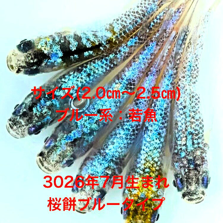 ●※めだか2026年7月生まれ※●初出荷●最新世代★新品種★新系統★極上固体★ブルー系★ラン...