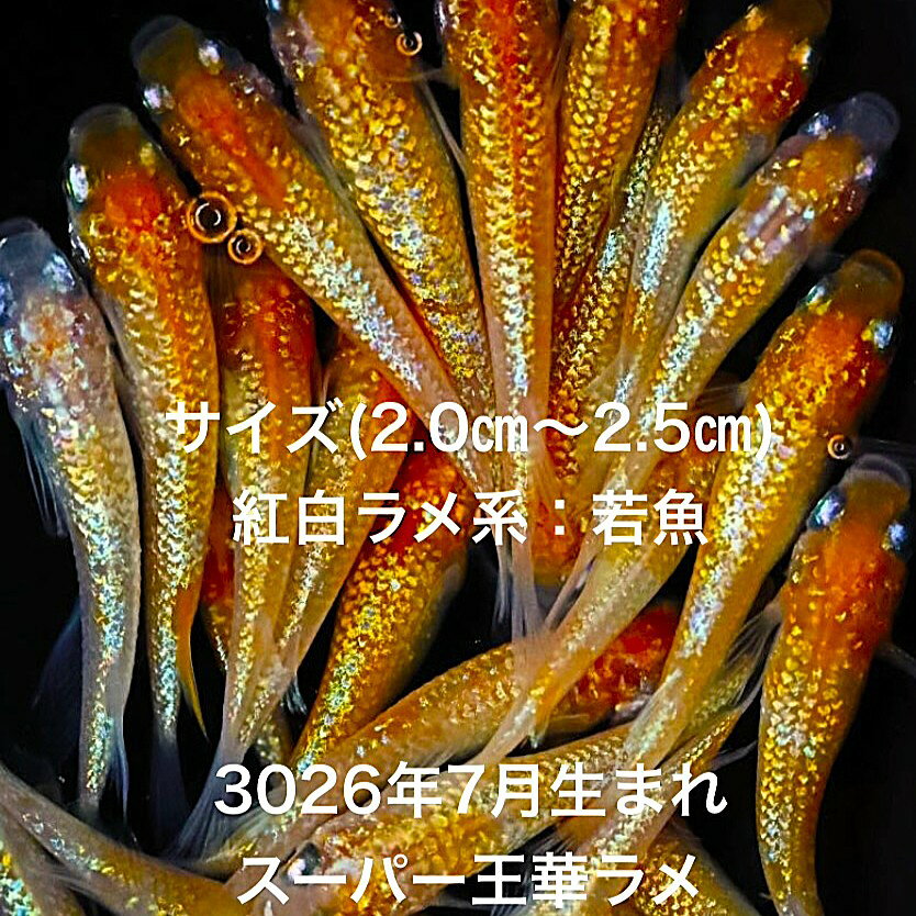 ●※めだか2026年初出荷※●最新世代★極上個体★レッド系★極上ラメ★【極上：スーパー王華ラメ：5ペアセット】サイズML(2,0cm〜3,5cm)・在庫がなくなり次第終了致します。●※スマホでご覧の方は画像左下の動画をタッチしてください画像の動画が見られます。※●レッド系の素晴らしいメダカです。●野外常温で飼育しておりますので野外でも安心して育てられると思います。※万全を期して発送致しますが、商品が生き物という性質上、輸送中に暴れる事もございます。スレ傷、充血、脱鱗、鰭の裂け等ある場合もございますのでご理解のほどよろしくお願いいたします。生き物という性質上、健康状態不良と判断した場合お取引を取り消しさせていただく場合がございます。【輸送のストレスを緩和するため飼育水での発送となります】●※到着時の損傷や死着があっても補償はありませんのでご了承の上ご注文宜しくお願い致します。 ●●お手になされた方はご満足いただけるメダカだと思います。日光をたっぷりと浴びた環境でのびのびと育った、丈夫で綺麗な個体を選別した親種から生まれた個体になります。メダカには保護色機能があり、飼育容器や環境により体色が多少変化致します。体型やサイズ判断は当店独自基準となります。すぐに与えられる顆粒状の飼育用餌を多少ですがお付けいたします。当店ではすべてこの飼育用餌にて育てております、当店自慢のオリジナル飼育用餌になります。（別途針仔用、稚魚用餌、成魚用餌もご用意しております是非ご利用ください）●●※12:00までの注文で翌日お届け※●●【商品説明】極上の美しさを誇る「スーパー王華ラメ」は、最新世代のレッド系めだかです。特に輝くラメが特徴で、水槽内での存在感は抜群です。5ペアセットで提供されるこの商品は、観賞用として最適で、めだか愛好家にとって特別な一品となるでしょう。サイズは2.0cmから3.5cmで、育てやすさも魅力の一つです。新しい年の始まりに、ぜひこの極上個体をお迎えください。※電話でのご注文・ご予約・ご相談も受けております(080-6708-6627）
