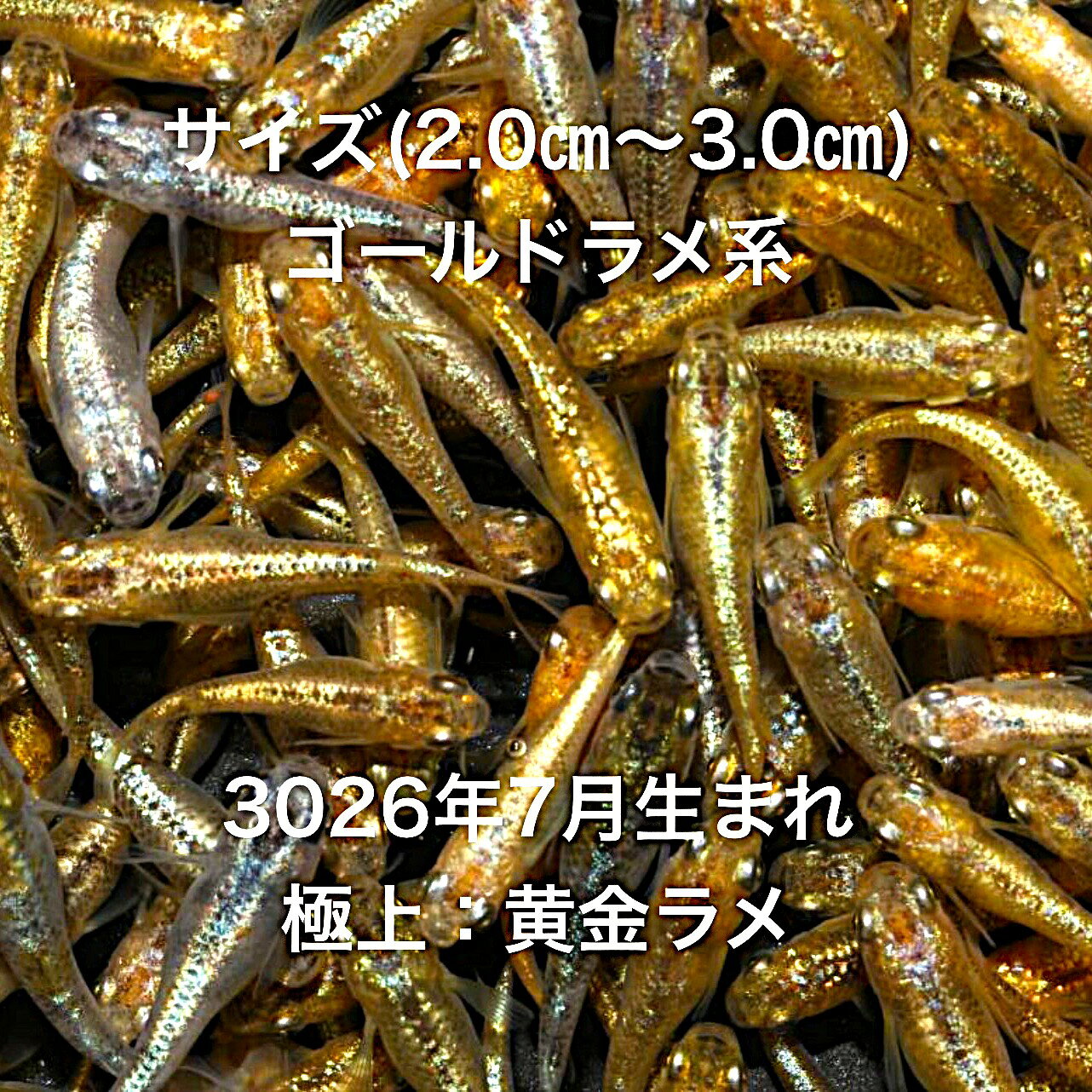●※めだか2026年7月生まれ※●初出荷●最新世代★新品種★新系統★極上固体★ゴールド系★ラ...