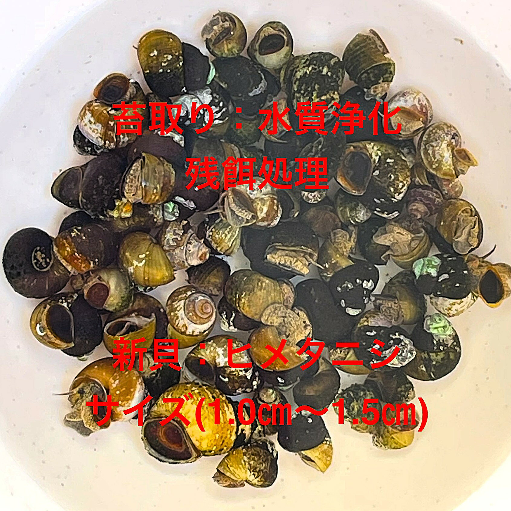 ★新貝ヒメタニシ★自家産★コケ取り★水質浄化★残餌駆除★ランダム★【20個：プラス補償分】サイズ(1.0cm～1.5cm)・在庫がなくなり次第終了致します。水質：淡水生の貝類。pH6.0～7.0程度で水温5～28度ほどで飼育できるなど、低水温に強い。エサ：コケ・藻類、植物プランクトン、細粒状の人工飼料など。魚達の食べ残しやフンなどの汚れを食べることに加えて、コケだけでなく植物プランクトンも食べるため、アオコ・グリーンウォーター対策としても活躍します。さらに低水温に強く「水を浄化する能力」を持つなどビオトープや屋外飼育に最も適した貝と言えます。ミナミヌマエビとの相性も抜群です。室内飼育もよいですが屋外のビオトープなどで飼育すると景観にもマッチし、水田や田舎の水路のようなのどかで懐かしい日本の風景を演出できていいと思います。苔取り能力は優秀でガラス面や石に生えた苔の他にも底面掃除から水槽内のエサの食べ残しや魚の死骸等、何でも食べます。水草への食害は無いので安心して飼育できます。日本淡水魚水槽にはなじみがあるので良く合うと思います。雄雌異体の卵胎生(稚貝で産む）タイプなので卵を産みつけられる事もありません。ヒメタニシは二枚貝が持つ『濾過摂食』という、水質自体を浄化する特殊な能力があり水槽内の栄養過多を未然に防ぐ為には抜群の能力を発揮します。苔取り能力については高いポテンシャルがある貝です。※万全を期して発送致しますが、商品が生き物という性質上、健康状態不良と判断した場合お取引を取り消しさせていただく場合がございます。【水切りをして湿らせたキッチンペーパーに包んで発送いたします】●※到着時の損傷や死着があっても補償はありませんのでご了承の上ご注文宜しくお願い致します。●●お手になされた方はご満足いただけるヒメタニシだと思います。体型やサイズ判断は当店独自基準となります。※電話でのご注文・ご予約・ご相談も受けております。(080-6708-6627）●●※12:00までの注文で翌日お届け※●●【商品説明】自家産の新貝ヒメタニシは、コケ取りや水質浄化に優れた能力を持つ水生生物です。サイズは1.0cmから1.5cmで、水槽内の残餌を効率的に駆除し、清潔な環境を維持します。20個セットに加え、補償分も含まれており、安心してご利用いただけます。水槽の美観を保ちつつ、自然な方法で水質を改善したい方に最適な選択です。※電話でのご注文・ご予約・ご相談も受けております。(080-6708-6627）沢辺。