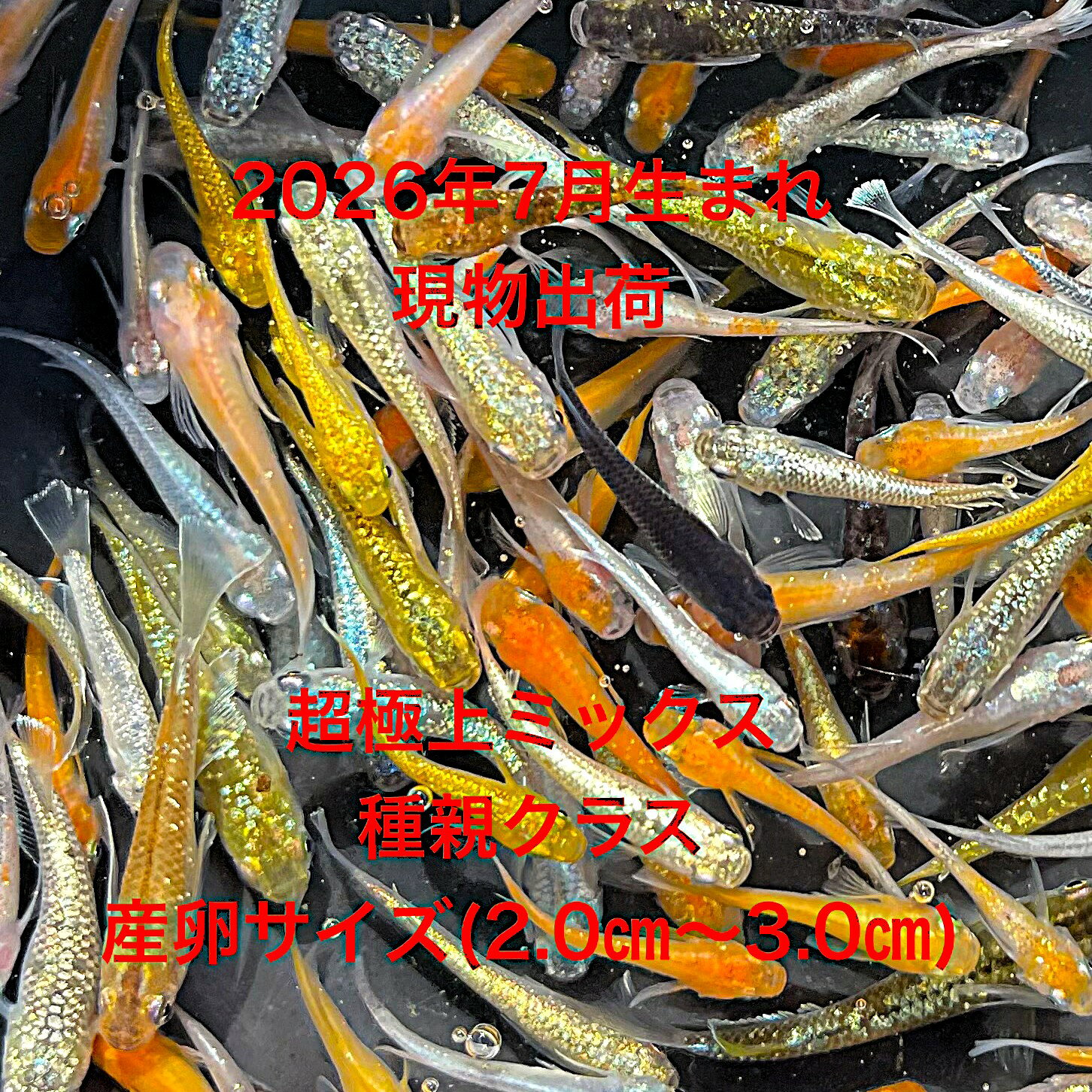 P01●※めだか2026年7月生まれ※●新成魚★超極上ミックス★極上個体●現物出荷●ランダム★...