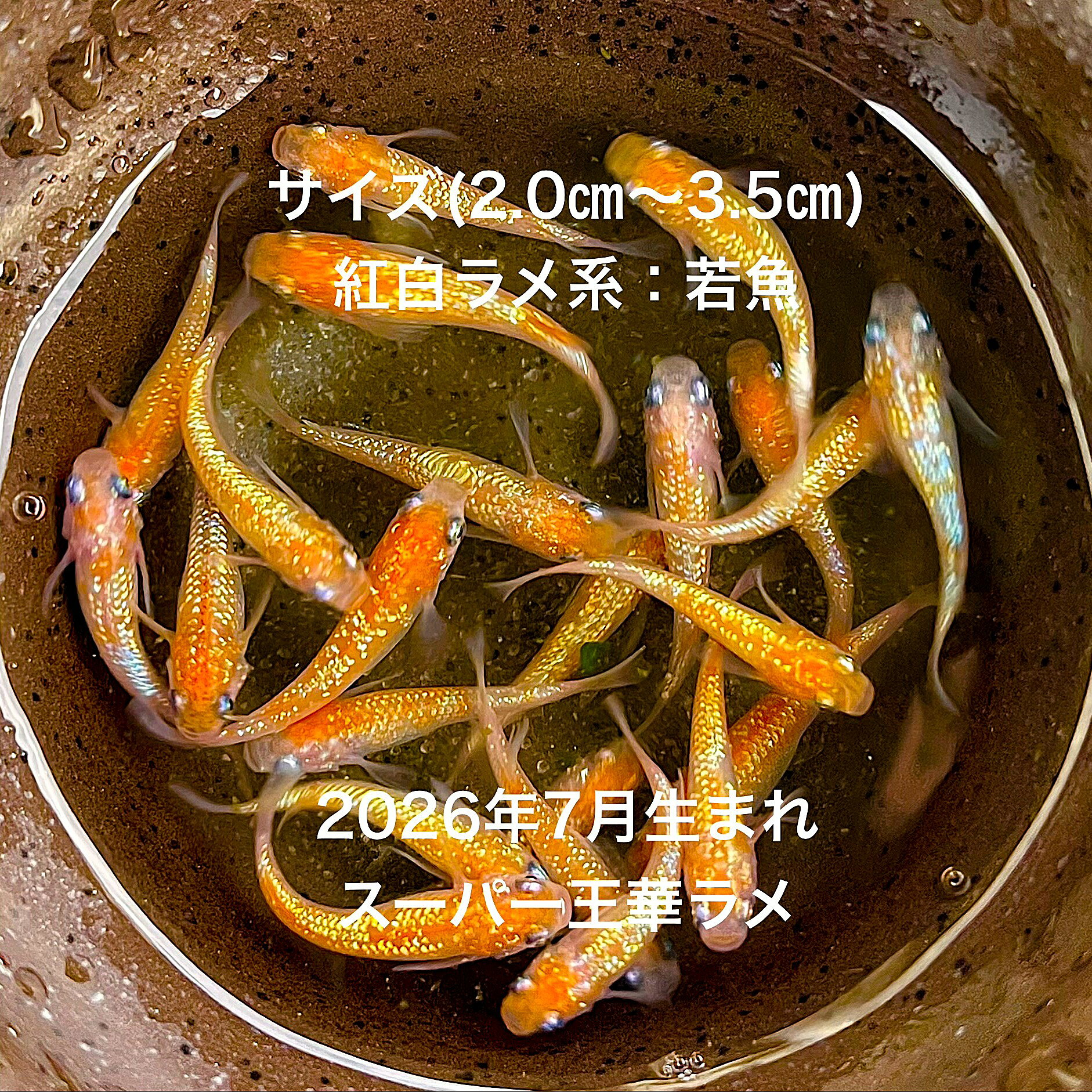 ●※めだか2026年7月生まれ※●初出荷●最新世代★新品種★新系統★極上固体★紅白ラメ系★ラ...