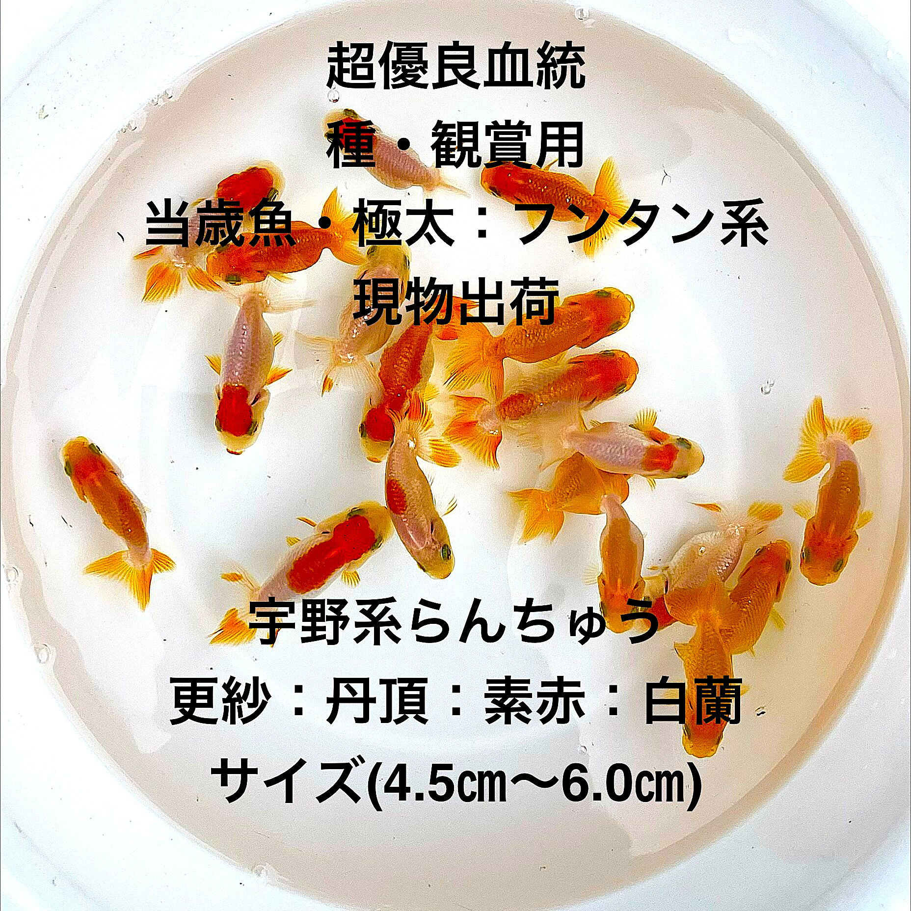 ●宇野系らんちゅう：初出荷※●当歳魚★更紗：丹頂：素赤：白蘭★極太フンタン系★種・観賞用★【画像の中から：5匹セット】サイズ(4.5cm〜6.0cm)・在庫がなくなり次第終了致します。●※スマホでご覧の方は画像左下の動画をタッチしてください画像の動画が見られます※●。●宇野系らんちゅうとは【明治時代に宇野仁松氏が提唱した基準に従って作出されたらんちゅうで、体型や肉瘤の発達具合、頭部の配置などが厳密に評価されます。体高は比較的低めで体も小さく、緩やかな泳ぎが美しいとされるのが特徴です。元々の直系統のDNAを持つ品種で非常に高価な個体も存在します 】●野外常温で飼育しておりますので野外でも安心して育てられると思います。※万全を期して発送致しますが、商品が生き物という性質上、輸送中に暴れる事もございます。スレ傷、充血、脱鱗、鰭の裂け等ある場合もございますのでご理解のほどよろしくお願いいたします。生き物という性質上、健康状態不良と判断した場合お取引を取り消しさせていただく場合がございます。【輸送のストレスを緩和するため飼育水での発送となります】●※到着時の損傷や全て死着があっても補償はありませんのでご了承の上ご注文宜しくお願い致します。 ●●お手になされた方はご満足いただけるランチュウだと思います。日光をたっぷりと浴びた環境でのびのびと育った、丈夫で綺麗な個体を選別した親種から生まれた個体になります。体型やサイズ判断は当店独自基準となります。すぐに与えられる顆粒状の飼育用餌を多少ですがお付けいたします。当店ではすべてこの飼育用餌にて育てております、当店自慢のオリジナル飼育用餌になります。（別途らんちゅう用飼料）もご用意しております是非ご利用ください。●●※12:00までの注文で翌日お届け※●●【商品説明】宇野系らんちゅうの初出荷として、特に更紗模様が美しい当歳魚のセットをご紹介します。この極太フンタン系のらんちゅうは、種用としても観賞用としても最適です。サイズは4.5cmから6.0cmで、コンパクトながら存在感があります。水槽に彩りを添えるだけでなく、飼育の楽しさを提供します。初心者から愛好家まで、幅広い方におすすめの一品です。※電話でのご注文・ご予約・ご相談も受けております(080-6708-6627）