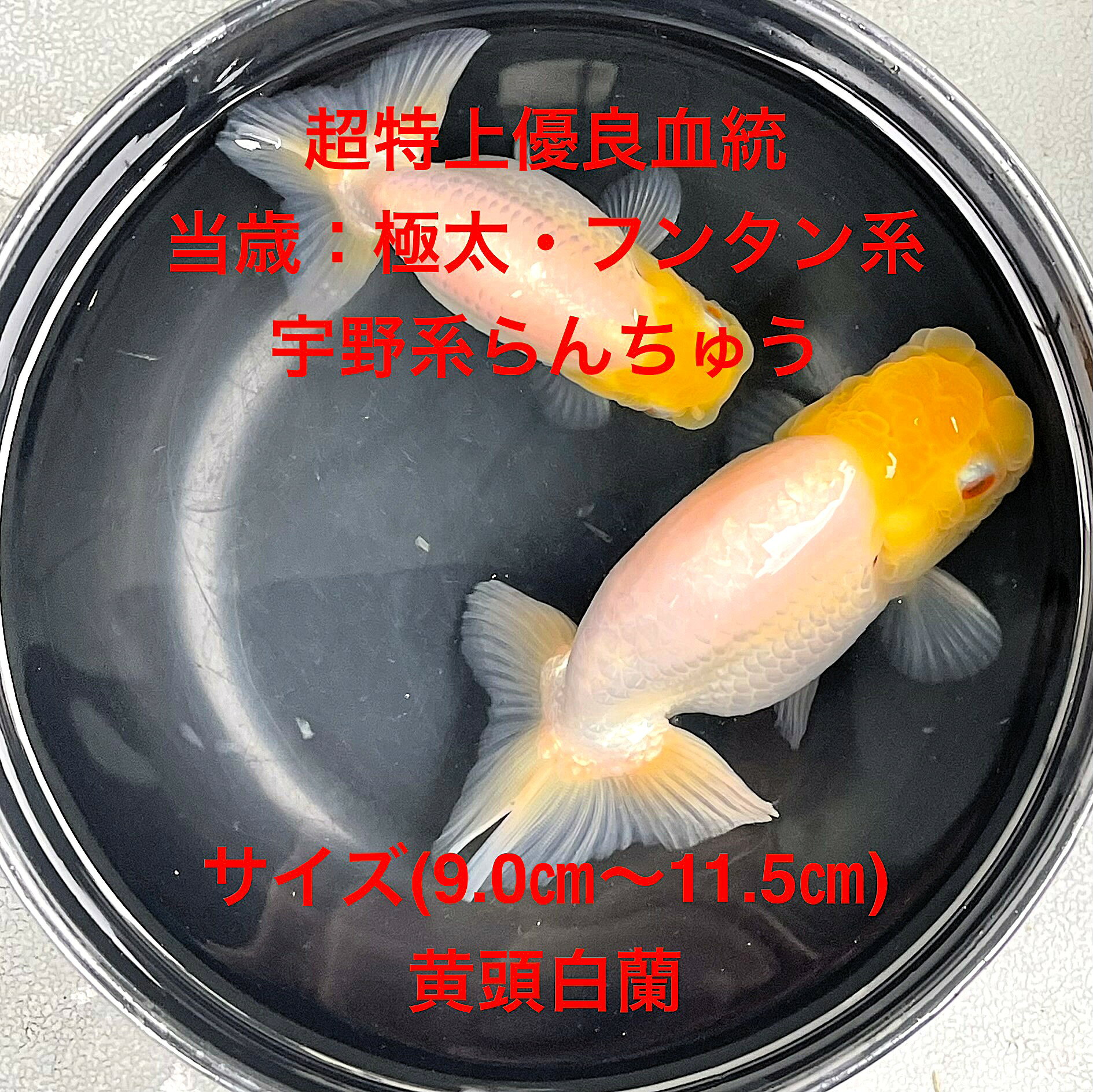 楽天市場】白らんちゅうの通販