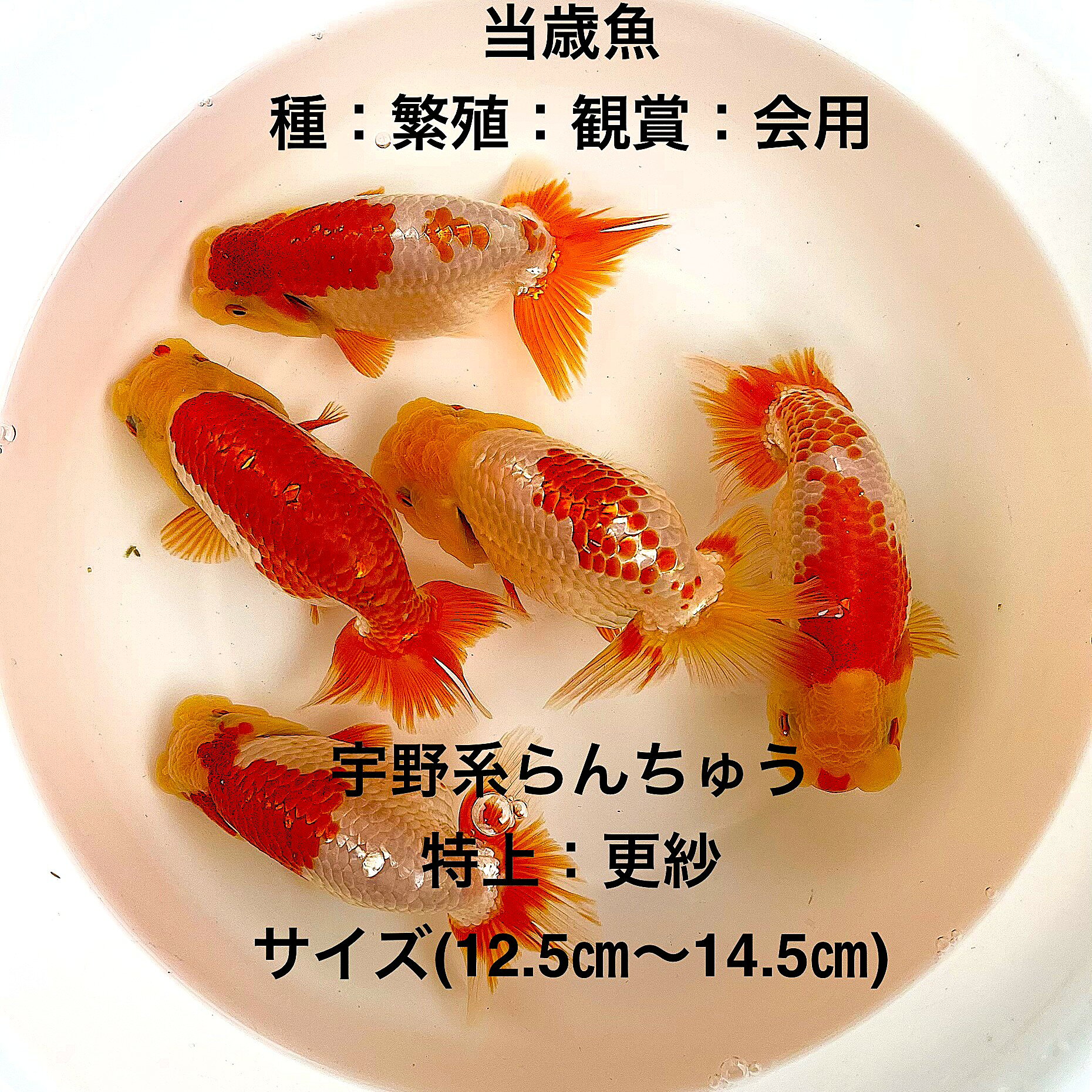 ●※10月02日販売開始※●宇野系らんちゅう：初出荷※●当歳魚★特上更紗★種・繫殖・観賞...