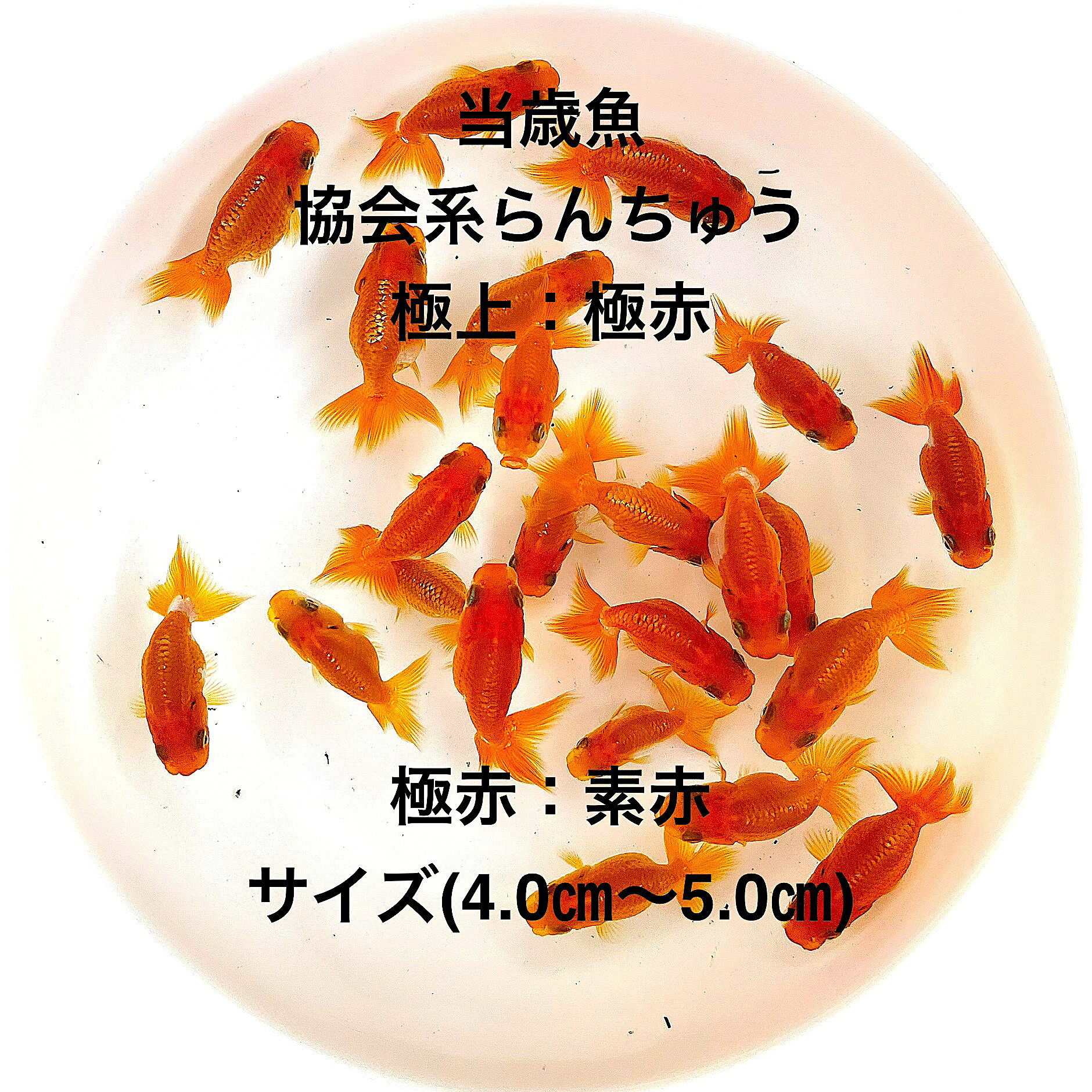 ●協会系らんちゅう：初出荷※●当歳魚★素赤★極太フンタン系★種・観賞用★【画像の素赤：10匹セット】サイズ(4.0cm〜5.0cm)・在庫がなくなり次第終了致します。●※スマホでご覧の方は画像左下の動画をタッチしてください画像の動画が見られます※●●協会系らんちゅうとは、日本らんちう協会が定める品評会の審査基準に基づいて改良・維持されてきた、力強い体型と尾びれのバランス、美しい泳ぎ方を重視するらんちゅうの代表的な系統です。「関東らんちゅう」や「東京らんちゅう」と呼ばれることもあります。●野外常温で飼育しておりますので野外でも安心して育てられると思います。※万全を期して発送致しますが、商品が生き物という性質上、輸送中に暴れる事もございます。スレ傷、充血、脱鱗、鰭の裂け等ある場合もございますのでご理解のほどよろしくお願いいたします。生き物という性質上、健康状態不良と判断した場合お取引を取り消しさせていただく場合がございます。【輸送のストレスを緩和するため飼育水での発送となります】●※到着時の損傷や全て死着があっても補償はありませんのでご了承の上ご注文宜しくお願い致します。 ●●お手になされた方はご満足いただけるランチュウだと思います。日光をたっぷりと浴びた環境でのびのびと育った、丈夫で綺麗な個体を選別した親種から生まれた個体になります。体型やサイズ判断は当店独自基準となります。すぐに与えられる顆粒状の飼育用餌を多少ですがお付けいたします。当店ではすべてこの飼育用餌にて育てております、当店自慢のオリジナル飼育用餌になります。（別途らんちゅう用飼料）もご用意しております是非ご利用ください。●●※12:00までの注文で翌日お届け※●●【商品説明】協会系らんちゅうの当歳魚、素赤の極太フンタン系は、観賞用として特に優れた存在です。この10匹セットは、4.0cmから5.0cmのサイズで、鮮やかな赤色が特徴です。種としても観賞用としても最適で、飼育環境に華やかさを加えます。らんちゅうの美しい姿と優雅な泳ぎは、見る人を魅了し、心を和ませます。初めての方でも安心して飼育できるよう、丁寧に育てられたこのセットは、特別な水槽の仲間として最適です。※電話でのご注文・ご予約・ご相談も受けております(080-6708-6627）