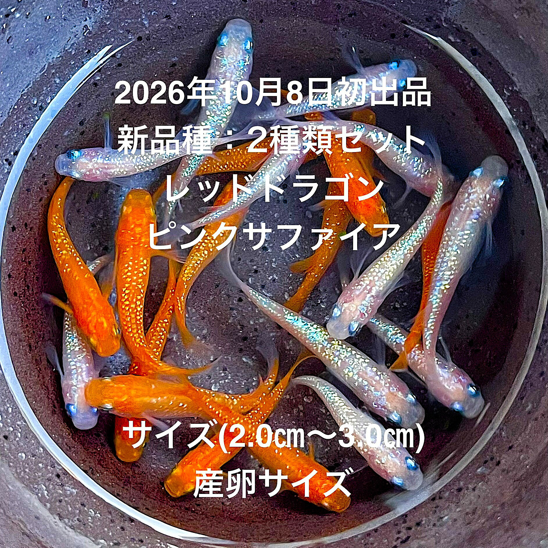●※めだか2026年10月8日初出...
