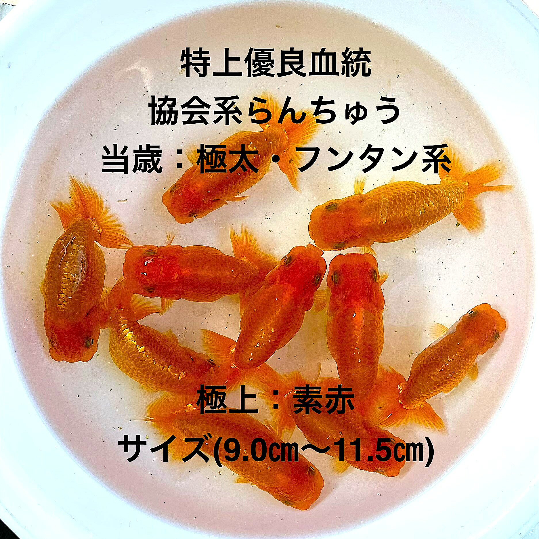 ●協会系らんちゅう：初出荷※●当歳魚★素赤★極太フンタン系★種・観賞・繫殖・会用★【画像の中から素赤：雌4匹・雄4匹：8匹セット】サイズ(9.0cm〜11.5cm)・在庫がなくなり次第終了致します。●※雌雄の判定はあくまでも予想であり100％ではありませんので間違いがありましても補償はありません※●。●※スマホでご覧の方は画像左下の動画をタッチしてください画像の動画が見られます※●●協会系らんちゅうとは、日本らんちう協会が定める品評会の審査基準に基づいて改良・維持されてきた、力強い体型と尾びれのバランス、美しい泳ぎ方を重視するらんちゅうの代表的な系統です。「関東らんちゅう」や「東京らんちゅう」と呼ばれることもあります。●野外常温で飼育しておりますので野外でも安心して育てられると思います。※万全を期して発送致しますが、商品が生き物という性質上、輸送中に暴れる事もございます。スレ傷、充血、脱鱗、鰭の裂け等ある場合もございますのでご理解のほどよろしくお願いいたします。生き物という性質上、健康状態不良と判断した場合お取引を取り消しさせていただく場合がございます。【輸送のストレスを緩和するため飼育水での発送となります】●※到着時の損傷や全て死着があっても補償はありませんのでご了承の上ご注文宜しくお願い致します。 ●●お手になされた方はご満足いただけるランチュウだと思います。日光をたっぷりと浴びた環境でのびのびと育った、丈夫で綺麗な個体を選別した親種から生まれた個体になります。体型やサイズ判断は当店独自基準となります。すぐに与えられる顆粒状の飼育用餌を多少ですがお付けいたします。当店ではすべてこの飼育用餌にて育てております、当店自慢のオリジナル飼育用餌になります。（別途らんちゅう用飼料）もご用意しております是非ご利用ください。●●※12:00までの注文で翌日お届け※●●【商品説明】この協会系らんちゅうは、特に優れた血統を持つ素赤の当歳魚で、極太フンタン系の特徴を備えています。種魚としての価値が高く、観賞用や繁殖用としても最適です。サイズは9.0cmから11.5cmで、健康的な成長を遂げています。雌4匹：雄4匹のセットで提供され、愛好家やコレクターにとって理想的な選択肢です。※電話でのご注文・ご予約・ご相談も受けております(080-6708-6627）