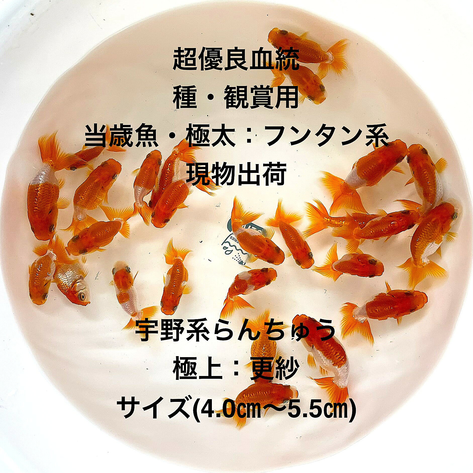 ●宇野系らんちゅう：初出荷※●当歳魚★更紗★極太フンタン系★種・観賞用★超優良血統★【画像の中から：15匹セット】サイズ(4.0cm〜5.5cm)・在庫がなくなり次第終了致します。●※スマホでご覧の方は画像左下の動画をタッチしてください画像の動画が見られます※●。●宇野系らんちゅうとは【明治時代に宇野仁松氏が提唱した基準に従って作出されたらんちゅうで、体型や肉瘤の発達具合、頭部の配置などが厳密に評価されます。体高は比較的低めで体も小さく、緩やかな泳ぎが美しいとされるのが特徴です。元々の直系統のDNAを持つ品種で非常に高価な個体も存在します 】●野外常温で飼育しておりますので野外でも安心して育てられると思います。※万全を期して発送致しますが、商品が生き物という性質上、輸送中に暴れる事もございます。スレ傷、充血、脱鱗、鰭の裂け等ある場合もございますのでご理解のほどよろしくお願いいたします。生き物という性質上、健康状態不良と判断した場合お取引を取り消しさせていただく場合がございます。【輸送のストレスを緩和するため飼育水での発送となります】●※到着時の損傷や全て死着があっても補償はありませんのでご了承の上ご注文宜しくお願い致します。 ●●お手になされた方はご満足いただけるランチュウだと思います。日光をたっぷりと浴びた環境でのびのびと育った、丈夫で綺麗な個体を選別した親種から生まれた個体になります。体型やサイズ判断は当店独自基準となります。すぐに与えられる顆粒状の飼育用餌を多少ですがお付けいたします。当店ではすべてこの飼育用餌にて育てております、当店自慢のオリジナル飼育用餌になります。（別途らんちゅう用飼料）もご用意しております是非ご利用ください。●●※12:00までの注文で翌日お届け※●●【商品説明】宇野系らんちゅうは、観賞用として特に優れた美しさを持つ金魚です。この商品は、極太フンタン系の更紗模様が特徴で、見た目の華やかさが際立ちます。超優良血統から生まれた当歳魚で、サイズは4.0cmから5.5cmと手頃です。種としても観賞用としても最適で、初心者から愛好家まで幅広く楽しめます。15匹セットでの提供により、水槽内に豊かな彩りを加えることができます。※電話でのご注文・ご予約・ご相談も受けております(080-6708-6627）