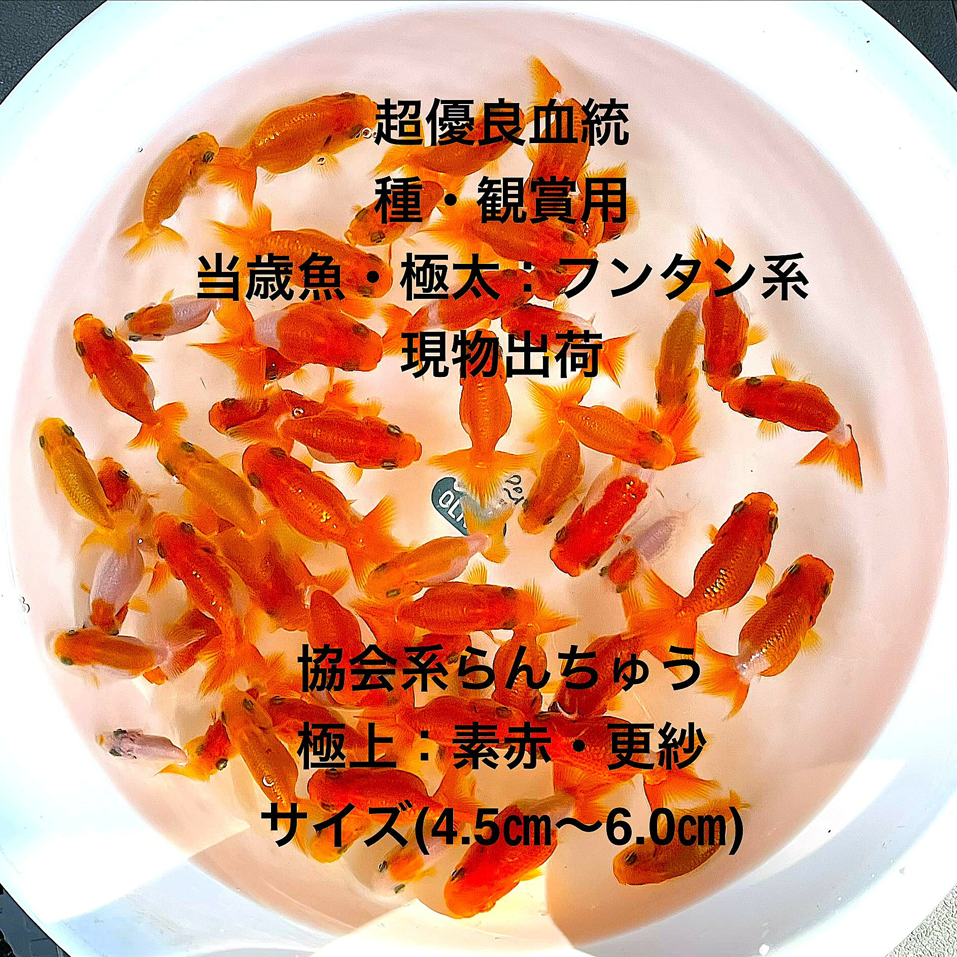 ●●協会系らんちゅう：初出荷※●当歳魚★超優良血統★素赤・更紗★極太フンタン系★種・観賞用★【画像の中から素赤・更紗：10匹セット】サイズ(4.5cm〜6.5cm)・在庫がなくなり次第終了致します。●※スマホでご覧の方は画像左下の動画をタッチしてください画像の動画が見られます※●●協会系らんちゅうとは、日本らんちう協会が定める品評会の審査基準に基づいて改良・維持されてきた、力強い体型と尾びれのバランス、美しい泳ぎ方を重視するらんちゅうの代表的な系統です。「関東らんちゅう」や「東京らんちゅう」と呼ばれることもあります。●野外常温で飼育しておりますので野外でも安心して育てられると思います。※万全を期して発送致しますが、商品が生き物という性質上、輸送中に暴れる事もございます。スレ傷、充血、脱鱗、鰭の裂け等ある場合もございますのでご理解のほどよろしくお願いいたします。生き物という性質上、健康状態不良と判断した場合お取引を取り消しさせていただく場合がございます。【輸送のストレスを緩和するため飼育水での発送となります】●※到着時の損傷や全て死着があっても補償はありませんのでご了承の上ご注文宜しくお願い致します。 ●●お手になされた方はご満足いただけるランチュウだと思います。日光をたっぷりと浴びた環境でのびのびと育った、丈夫で綺麗な個体を選別した親種から生まれた個体になります。体型やサイズ判断は当店独自基準となります。すぐに与えられる顆粒状の飼育用餌を多少ですがお付けいたします。当店ではすべてこの飼育用餌にて育てております、当店自慢のオリジナル飼育用餌になります。（別途らんちゅう用飼料）もご用意しております是非ご利用ください。●●※12:00までの注文で翌日お届け※●●【商品説明】こちらの商品は、協会系らんちゅうの初出荷となる当歳魚です。超優良血統を誇るこのらんちゅうは、種用や観賞用として最適です。素赤と更紗の美しい色合いが特徴で、極太フンタン系の体型が魅力です。サイズは4.5cmから6.5cmで、これらのらんちゅうは、観賞魚として水槽に彩りを添えるだけでなく、種魚としても優れた選択肢となります。※電話でのご注文・ご予約・ご相談も受けております(080-6708-6627）