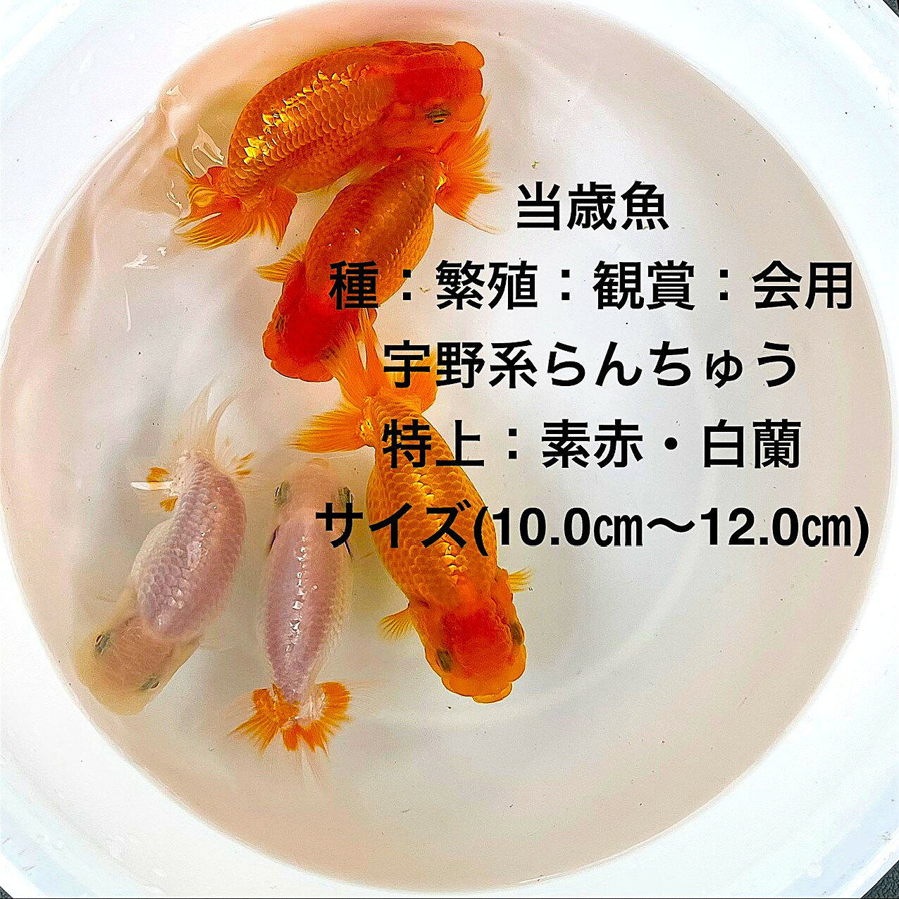 楽天市場】らんちゅう 舟の通販