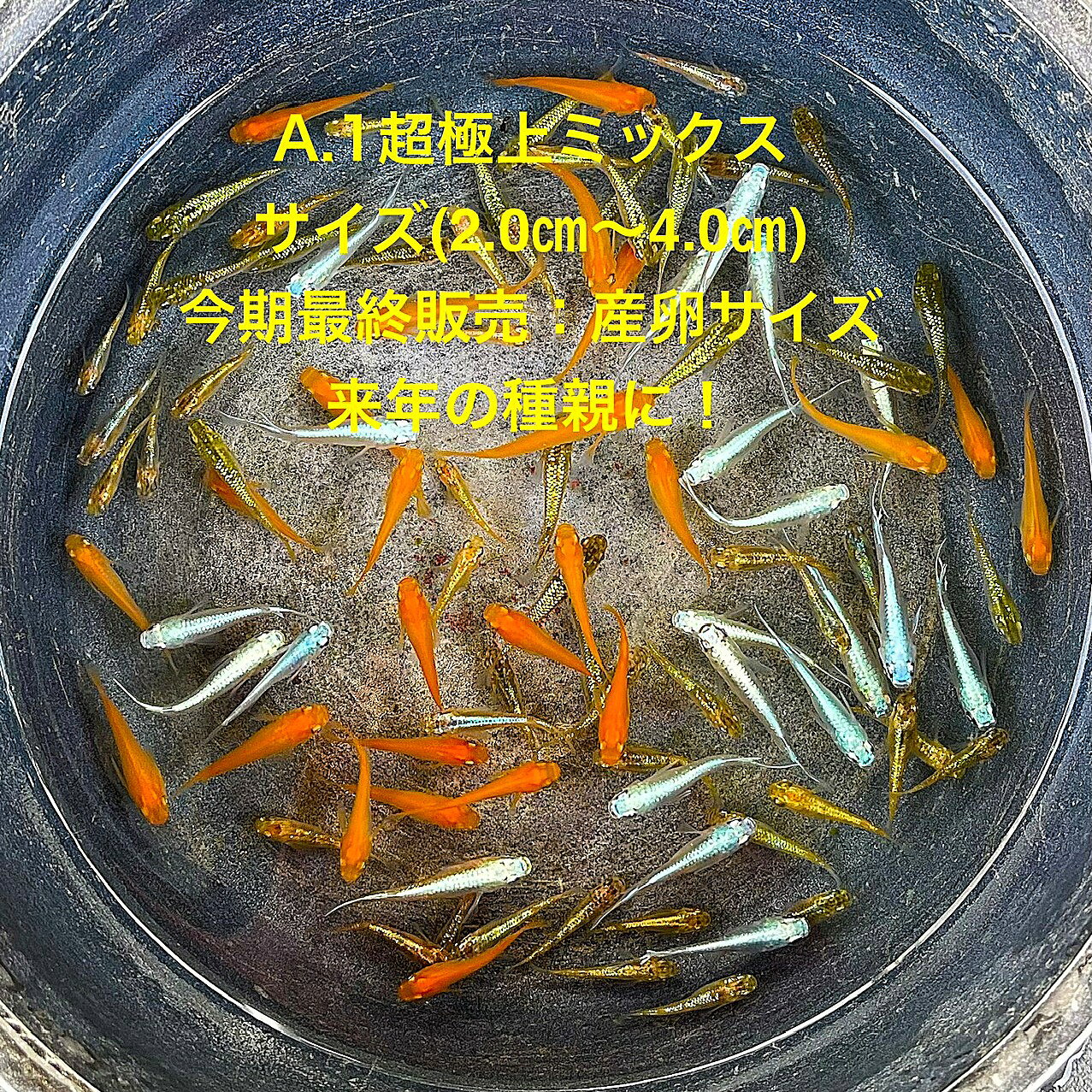 A.1●めだか●超極上ミックス★初出荷★極上個体★ランダム★極上ラメ★種親クラス★産卵サイズ★【A.1超極上ミックス：20匹セット】サイズSM(2,0cm～4.0cm)・在庫がなくなり次第終了致します。●※スマホでご覧の方は画像左下の動画をタッチしてください画像の動画が見られます※●自店舗で生産しているすべてのメダカが入ります。※到着時の死着補償はございませんのでご了承の上ご注文宜しくお願い致します※ ●●お手になされた方はご満足いただけるメダカだと思います。日光をたっぷりと浴びた環境でのびのびと育った、丈夫で綺麗な個体を選別した親種から生まれた個体になります。メダカには保護色機能があり、飼育容器や環境により体色が多少変化致します。体型やサイズ判断は当店独自基準となります。すぐに与えられる顆粒状の飼育用餌を多少ですがお付けいたします。当店ではすべてこの飼育用餌にて育てております、当店自慢のオリジナル飼育用餌になります。（別途針仔用、稚魚用餌、成魚用餌もご用意しております是非ご利用ください）●●※12:00までの注文で翌日お届け※●●【商品説明】A.1超極上ミックスは、特別なめだかのセットで、20匹の極上個体が含まれています。このセットは、色とりどりのラメが美しく、観賞用としても最適です。産卵サイズのため、繁殖を考えている方にもおすすめです。ランダムに選ばれた個体は、種親クラスの品質を持ち、次世代の育成に適しています。水槽に彩りを加え、めだか飼育の楽しさをさらに広げることができるでしょう。※電話でのご注文・ご予約・ご相談も受けております(080-6708-6627）
