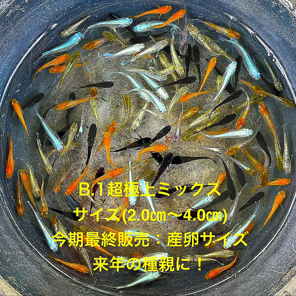 B.1●めだか●超極上ミックス★初出荷★極上個体★ランダム★極上ラメ★種親クラス★産卵サイズ★【B.1超極上ミックス：30匹セット】サイズSM(2,0cm～4.0cm)・在庫がなくなり次第終了致します。●※スマホでご覧の方は画像左下の動画をタッチしてください画像の動画が見られます※●自店舗で生産しているすべてのメダカが入ります。※到着時の死着補償はございませんのでご了承の上ご注文宜しくお願い致します※ ●●お手になされた方はご満足いただけるメダカだと思います。日光をたっぷりと浴びた環境でのびのびと育った、丈夫で綺麗な個体を選別した親種から生まれた個体になります。メダカには保護色機能があり、飼育容器や環境により体色が多少変化致します。体型やサイズ判断は当店独自基準となります。すぐに与えられる顆粒状の飼育用餌を多少ですがお付けいたします。当店ではすべてこの飼育用餌にて育てております、当店自慢のオリジナル飼育用餌になります。（別途針仔用、稚魚用餌、成魚用餌もご用意しております是非ご利用ください）●●※12:00までの注文で翌日お届け※●●【商品説明】B.1超極上ミックスは、特別なめだかのセットで、30匹の極上個体が含まれています。このセットは、色とりどりのラメが美しく、観賞用としても最適です。産卵サイズのため、繁殖を考えている方にもおすすめです。ランダムに選ばれた個体は、種親クラスの品質を持ち、次世代の育成に適しています。水槽に彩りを加え、めだか飼育の楽しさをさらに広げることができるでしょう。※電話でのご注文・ご予約・ご相談も受けております(080-6708-6627）