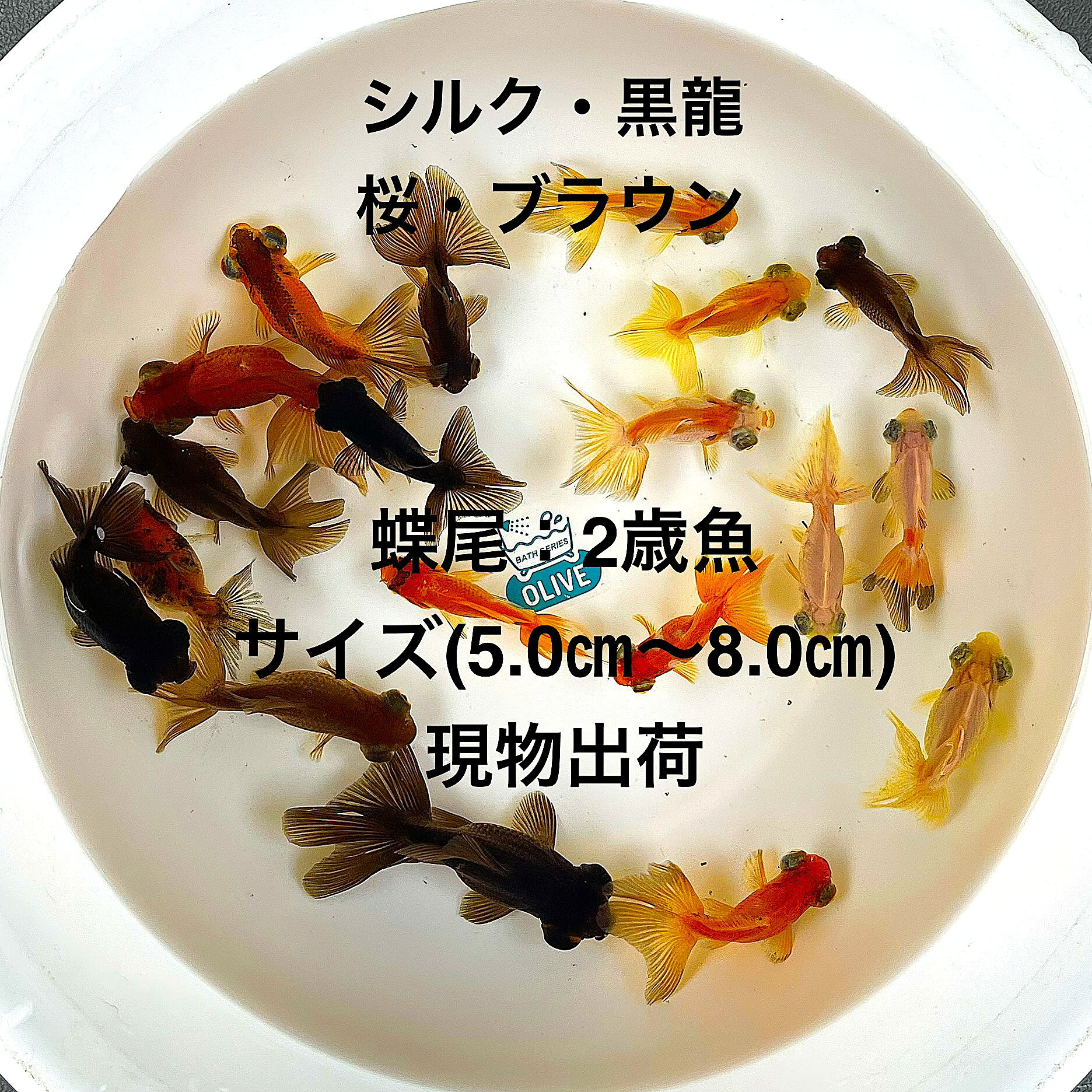 ●蝶尾(シルク・黒龍・桜・ブラウン）：初出荷※●2歳魚★特上★極上★野外飼育★【蝶尾：10匹セット】サイズ(5.0cm〜7.0cm)・種類についてはランダムになります。在庫がなくなり次第終了致します。●※スマホでご覧の方は画像左下の動画をタッチしてください画像の動画が見られます。●※蝶尾金魚は、蝶のように広がる尾びれが特徴の美しい出目金系の金魚です。●野外常温で飼育しておりますので野外でも安心して育てられると思います。※万全を期して発送致しますが、商品が生き物という性質上、輸送中に暴れる事もございます。スレ傷、充血、脱鱗、鰭の裂け等ある場合もございますのでご理解のほどよろしくお願いいたします。生き物という性質上、健康状態不良と判断した場合お取引を取り消しさせていただく場合がございます。【輸送のストレスを緩和するため飼育水での発送となります】●※到着時の損傷や全て死着があっても補償はありませんのでご了承の上ご注文宜しくお願い致します。 ●●お手になされた方はご満足いただける蝶尾だと思います。日光をたっぷりと浴びた環境でのびのびと育った、丈夫で綺麗な個体を選別した親種から生まれた個体になります。体型やサイズ判断は当店独自基準となります。すぐに与えられる顆粒状の飼育用餌を多少ですがお付けいたします。当店ではすべてこの飼育用餌にて育てております、当店自慢のオリジナル飼育用餌になります。（別途金魚用飼料）もご用意しております是非ご利用ください。●●※12:00までの注文で翌日お届け※●●【商品説明】蝶尾(シルク・黒龍・桜・ブラウン）は、特上の品質を誇る2歳魚で、野外飼育により健康的に育てられています。この10匹セットは、各魚が5.0cmから7.0cmのサイズで、観賞用として最適です。美しい黒色の体色と優雅な尾びれが特徴で、水槽に華やかさを加えます。初めての方でも安心して飼育できるよう、丁寧に管理されています。特別な空間を演出するために、ぜひこの蝶尾（黒龍）をお迎えください。※電話でのご注文・ご予約・ご相談も受けております(080-6708-6627）