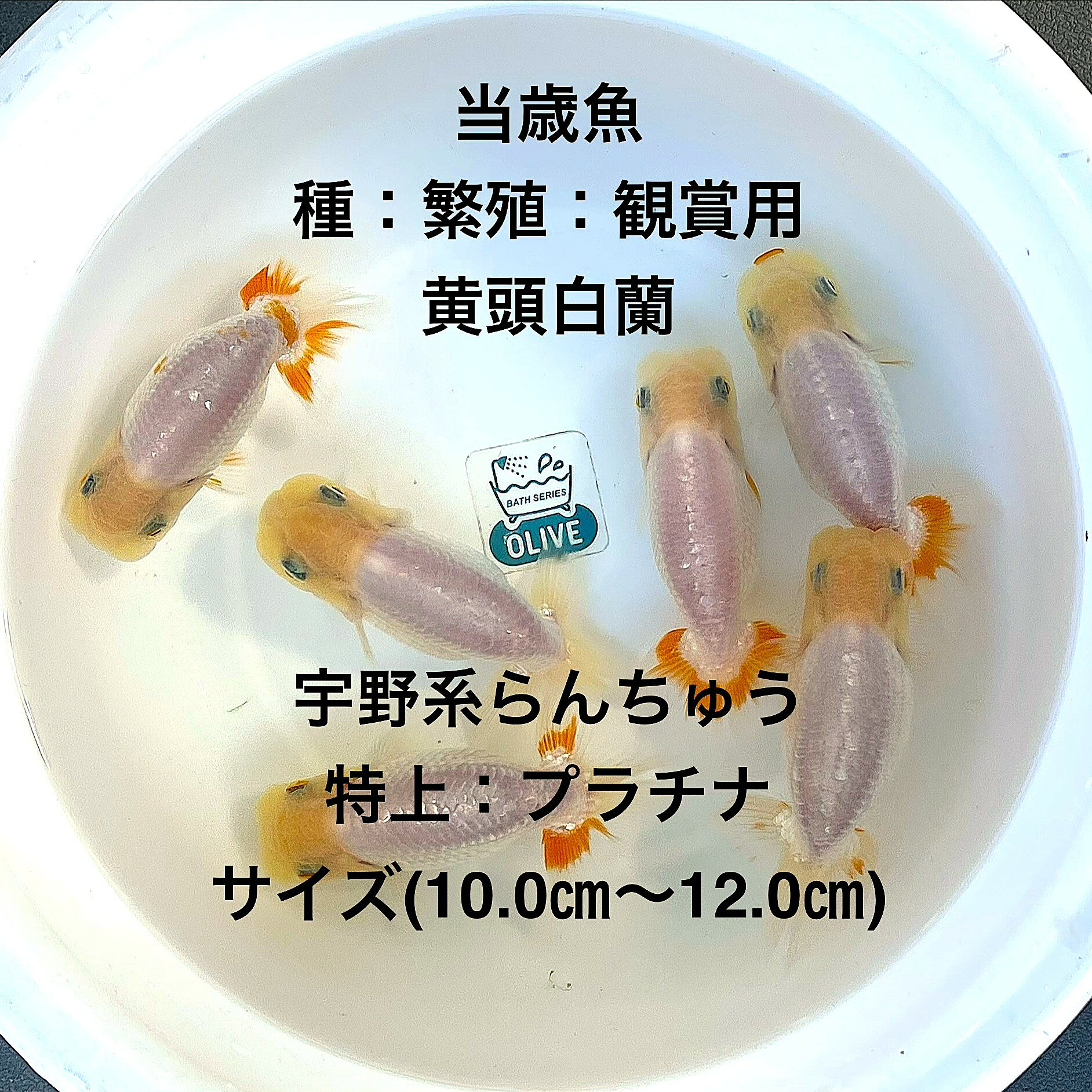 ●宇野系らんちゅう：初出荷※●当歳魚★プラチナ★黄頭白蘭★極太フンタン系★種・繫殖・観賞用★【画像の中から黄頭白蘭：雌1・雄1：2匹セット】サイズ(10.0cm〜12.0cm)・在庫がなくなり次第終了致します。●※スマホでご覧の方は画像左下の動画をタッチしてください画像の動画が見られます。●※出品時より餌は切ってありますので早目の引き取りをお願い致します。●※雌雄の判定はあくまでも予想であり100％ではありませんので間違いがありましても補償はありません※●。●宇野系らんちゅうとは【明治時代に宇野仁松氏が提唱した基準に従って作出されたらんちゅうで、体型や肉瘤の発達具合、頭部の配置などが厳密に評価されます。体高は比較的低めで体も小さく、緩やかな泳ぎが美しいとされるのが特徴です。元々の直系統のDNAを持つ品種で非常に高価な個体も存在します 】●野外常温で飼育しておりますので野外でも安心して育てられると思います。※万全を期して発送致しますが、商品が生き物という性質上、輸送中に暴れる事もございます。スレ傷、充血、脱鱗、鰭の裂け等ある場合もございますのでご理解のほどよろしくお願いいたします。生き物という性質上、健康状態不良と判断した場合お取引を取り消しさせていただく場合がございます。【輸送のストレスを緩和するため飼育水での発送となります】●※到着時の損傷や全て死着があっても補償はありませんのでご了承の上ご注文宜しくお願い致します。 ●●お手になされた方はご満足いただけるランチュウだと思います。日光をたっぷりと浴びた環境でのびのびと育った、丈夫で綺麗な個体を選別した親種から生まれた個体になります。体型やサイズ判断は当店独自基準となります。すぐに与えられる顆粒状の飼育用餌を多少ですがお付けいたします。当店ではすべてこの飼育用餌にて育てております、当店自慢のオリジナル飼育用餌になります。（別途らんちゅう用飼料）もご用意しております是非ご利用ください。●●※12:00までの注文で翌日お届け※●●【商品説明】宇野系らんちゅうの初出荷として、特上のプラチナ品質を誇る黄頭白蘭の当歳魚をお届けします。このセットには、雌1匹と雄1匹の2匹が含まれており、種・繁殖・観賞用として最適です。極太フンタン系の特徴を持ち、優雅な姿が観賞魚としての魅力を引き立てます。サイズは10.0cmから12.0cmで、存在感のある美しさを楽しむことができます。※電話でのご注文・ご予約・ご相談も受けております(080-6708-6627）