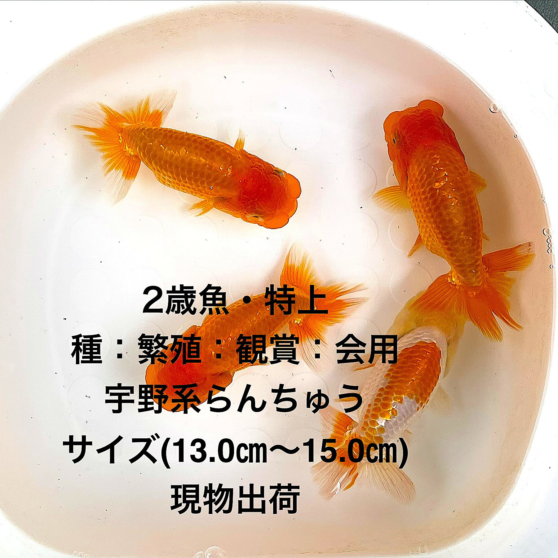 ●宇野系らんちゅう：初出荷※●2歳魚★特上・更紗：素赤★極太：フンタン系★種・繫殖・観賞・会用★【画像全て(更紗雌1：素赤雌1）素赤（雌1：雄1）：4匹セット】サイズ(13.0cm〜15.0cm)・在庫がなくなり次第終了致します。●※スマホでご覧の方は画像左下の動画をタッチしてください画像の動画が見られます。●※出品時より餌は切ってありますので早目の引き取りをお願い致します。●※雌雄の判定はあくまでも予想であり100％ではありませんので間違いがありましても補償はありません※●。●宇野系らんちゅうとは【明治時代に宇野仁松氏が提唱した基準に従って作出されたらんちゅうで、体型や肉瘤の発達具合、頭部の配置などが厳密に評価されます。体高は比較的低めで体も小さく、緩やかな泳ぎが美しいとされるのが特徴です。元々の直系統のDNAを持つ品種で非常に高価な個体も存在します 】●野外常温で飼育しておりますので野外でも安心して育てられると思います。※万全を期して発送致しますが、商品が生き物という性質上、輸送中に暴れる事もございます。スレ傷、充血、脱鱗、鰭の裂け等ある場合もございますのでご理解のほどよろしくお願いいたします。生き物という性質上、健康状態不良と判断した場合お取引を取り消しさせていただく場合がございます。【輸送のストレスを緩和するため飼育水での発送となります】●※到着時の損傷や全て死着があっても補償はありませんのでご了承の上ご注文宜しくお願い致します。 ●●お手になされた方はご満足いただけるランチュウだと思います。日光をたっぷりと浴びた環境でのびのびと育った、丈夫で綺麗な個体を選別した親種から生まれた個体になります。体型やサイズ判断は当店独自基準となります。すぐに与えられる顆粒状の飼育用餌を多少ですがお付けいたします。当店ではすべてこの飼育用餌にて育てております、当店自慢のオリジナル飼育用餌になります。（別途らんちゅう用飼料）もご用意しております是非ご利用ください。●●※12:00までの注文で翌日お届け※●●【商品説明】宇野系らんちゅうは、特上の2歳魚で、更紗と素赤の美しい色合いが特徴です。この極太フンタン系のらんちゅうは、種・繁殖・観賞・会用として最適です。雌2と雄2の4匹セットで提供され、13.0cmから15.0cmのサイズで、存在感があります。観賞用としても優れた選択で、池や水槽に華やかさを加えます。特別な飼育体験を求める方におすすめの逸品です。※電話でのご注文・ご予約・ご相談も受けております(080-6708-6627）
