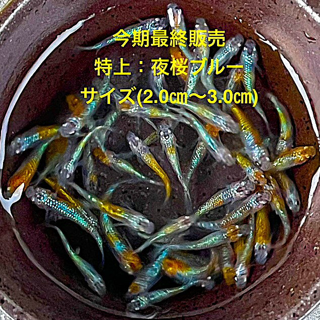 ※今期最終販売※●初出荷●超極上★特上★産卵サイズ★種親クラス★ランダム★【夜桜：20匹セット】サイズML(2.0cm～3.0cm）・在庫がなくなり次第終了致します。●※スマホでご覧の方は画像左下の動画をタッチしてください画像の動画が見られます。●※ブルーやゴールドの夜桜メダカです。※●野外常温で飼育しておりますので野外でも安心して育てられると思います。※万全を期して発送致しますが、商品が生き物という性質上、輸送中に暴れる事もございます。スレ傷、充血、脱鱗、鰭の裂け等ある場合もございますのでご理解のほどよろしくお願いいたします。生き物という性質上、健康状態不良と判断した場合お取引を取り消しさせていただく場合がございます。【輸送のストレスを緩和するため飼育水での発送となります】●※到着時の損傷や死着があっても補償はありませんのでご了承の上ご注文宜しくお願い致します。●●お手になされた方はご満足いただけるメダカだと思います。日光ををたっぷりと浴びた環境でのびのびと育った、丈夫で綺麗な個体になります。メダカには保護色機能があり、飼育容器や環境により体色が多少変化致します。体型やサイズ判断は当店独自基準となります。すぐに与えられる顆粒状の飼育用餌を多少ですがお付けいたします。当店ではすべてこの飼育用餌にて育てております、当店自慢のオリジナル飼育用餌になります。（別途針仔用、稚魚用餌、成魚用餌もご用意しております是非ご利用ください）●●※12:00までの注文で翌日お届け※●●【商品説明】この「夜桜：20匹セット」は、特上の品質を誇る産卵サイズのメダカです。美しい色合いと健康的な体格が特徴で、観賞用としても種親としても最適です。サイズは2.0cmから3.0cmで、飼育しやすい大きさです。今期最終販売となるため、この機会をお見逃しなく。ランダムに選ばれた個体がセットになっており、バリエーション豊かな楽しみを提供します。※電話でのご注文・ご予約・ご相談も受けております(080-6708-6627）