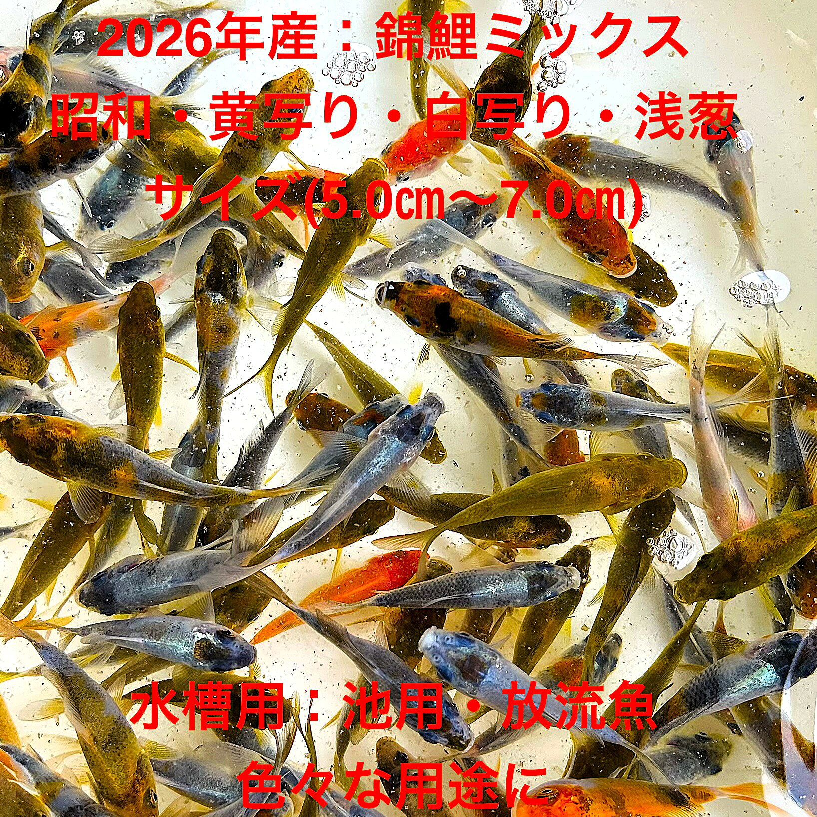 ●2026年産：鯉仔：初出荷★昭和・黄写り・白写り・浅葱・その他★当歳魚★【画像の中から：30匹セット】サイズL(5.0cm〜7.0cm)・在庫がなくなり次第終了致します。●野外常温で飼育しておりますので野外でも安心して育てられると思います。昭和・気写り・白写り・浅葱を中心に販売を致します。他品種も混ぜて発送いたします。昭和、黄写りは阪井系統。白写り・浅葱は阪井、大日、上野など様々な系統が入っています。魚病管理には毎日細心な注意をはらっています。【鯉の説明】水槽飼育用、放流用、様々な用途にご活用ください。●眠り病は経験していませんので、眠りにかかるとエサを止め0.6%で塩浴をおすすめします。※万全を期して発送致しますが、商品が生き物という性質上、輸送中に暴れる事もございます。スレ傷、充血、脱鱗、鰭の裂け等ある場合もございますのでご理解のほどよろしくお願いいたします。生き物という性質上、健康状態不良と判断した場合お取引を取り消しさせていただく場合がございます。【輸送のストレスを緩和するため飼育水での発送となります】●※到着時の損傷や全て死着があっても補償はありませんのでご了承の上ご注文宜しくお願い致します。 ●●お手になされた方はご満足いただける錦鯉だと思います。日光をたっぷりと浴びた環境でのびのびと育った、丈夫で綺麗な個体を選別した親種から生まれた個体になります。体型やサイズ判断は当店独自基準となります。すぐに与えられる顆粒状の錦鯉用餌を多少ですがお付けいたします。当店ではすべてこの錦鯉用餌にて育てております、当店自慢のオリジナル錦鯉用餌になります。（錦鯉用飼料）もご用意しております是非ご利用ください。●●※12:00までの注文で翌日お届け※●●【商品説明】2026年産の鯉仔は、昭和、黄写り、白写り、浅葱など多彩な品種が揃った当歳魚のセットです。サイズは5.0cmから7.0cmで、水槽や池、放流魚として幅広くご利用いただけます。これらの鯉は、美しい色彩と模様が特徴で、観賞用としても最適です。30匹セットで提供されるため、バリエーション豊かな水景を楽しむことができます。※電話でのご注文・ご予約・ご相談も受けております(080-6708-6627）