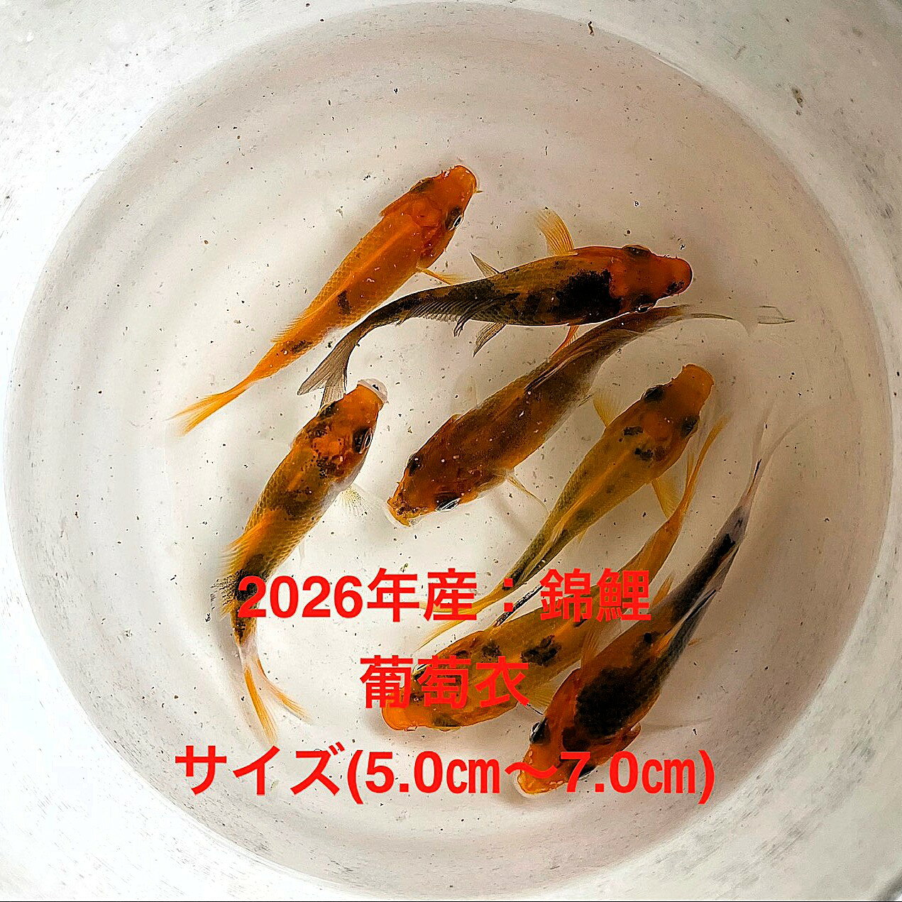 ●2026年産：鯉仔：初出荷★葡萄衣・★当歳魚★【葡萄衣：5匹セット】サイズL(5.0cm〜7.0cm)・在庫がなくなり次第終了致します。●野外常温で飼育しておりますので野外でも安心して育てられると思います。魚病管理には毎日細心な注意をはらっています。【鯉の説明】水槽飼育用、放流用、様々な用途にご活用ください。●眠り病は経験していませんので、眠りにかかるとエサを止め0.6%で塩浴をおすすめします。※万全を期して発送致しますが、商品が生き物という性質上、輸送中に暴れる事もございます。スレ傷、充血、脱鱗、鰭の裂け等ある場合もございますのでご理解のほどよろしくお願いいたします。生き物という性質上、健康状態不良と判断した場合お取引を取り消しさせていただく場合がございます。【輸送のストレスを緩和するため飼育水での発送となります】●※到着時の損傷や全て死着があっても補償はありませんのでご了承の上ご注文宜しくお願い致します。 ●●お手になされた方はご満足いただける錦鯉だと思います。日光をたっぷりと浴びた環境でのびのびと育った、丈夫で綺麗な個体を選別した親種から生まれた個体になります。体型やサイズ判断は当店独自基準となります。すぐに与えられる顆粒状の錦鯉用餌を多少ですがお付けいたします。当店ではすべてこの錦鯉用餌にて育てております、当店自慢のオリジナル錦鯉用餌になります。（錦鯉用飼料）もご用意しております是非ご利用ください。●●※12:00までの注文で翌日お届け※●●【商品説明】2026年産の葡萄衣の鯉仔は、初出荷の当歳魚として特別な価値を持っています。このセットには、サイズ5.0cmから7.0cmの葡萄衣が5匹含まれており、鮮やかな色合いが特徴です。葡萄衣は、その美しい模様と色彩で観賞魚として人気があります。これらの鯉は、庭園の池や水槽に新たな生命を吹き込み、視覚的な魅力を提供します。特に、初めて鯉を飼育する方にも適しており、手軽に始められるセットです。※電話でのご注文・ご予約・ご相談も受けております(080-6708-6627）