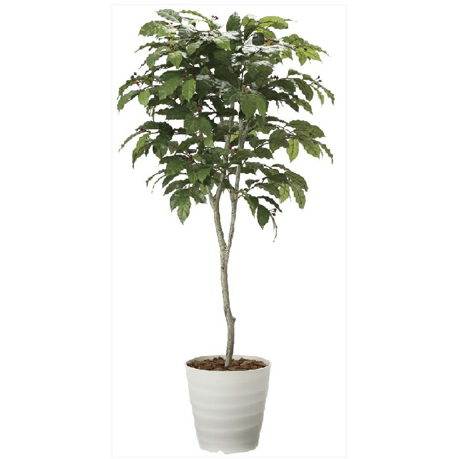 インテリア フェイクグリーン・人工観葉植物 コーヒーツリー1.8m 光触媒加工（V-CAT）