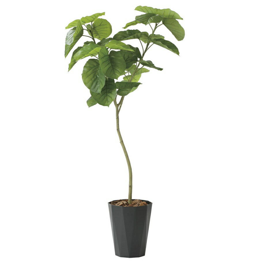 インテリア フェイクグリーン・人工観葉植物 フレッシュデザインウンベラータ1.8m 光触媒加工（V-CAT）