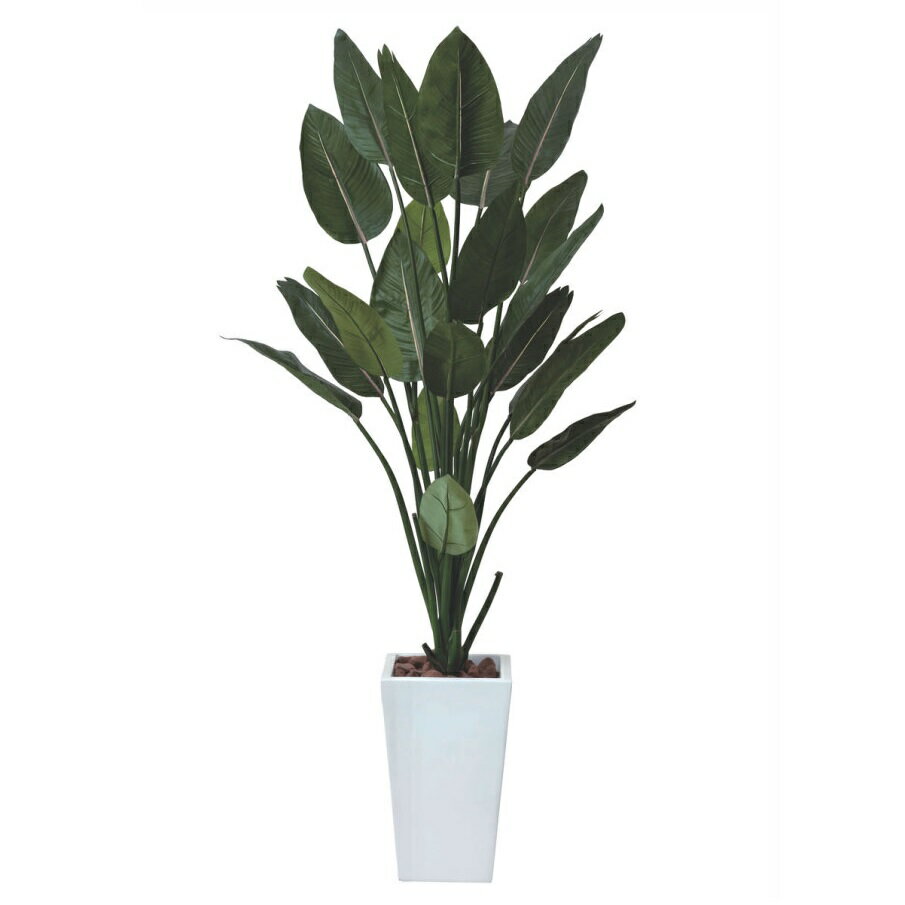 ����ƥꥢ �ե��������꡼�󡦿͹����տ�ʪ ���ȥ�������դ�1.5m �����޲ù���V-CAT��