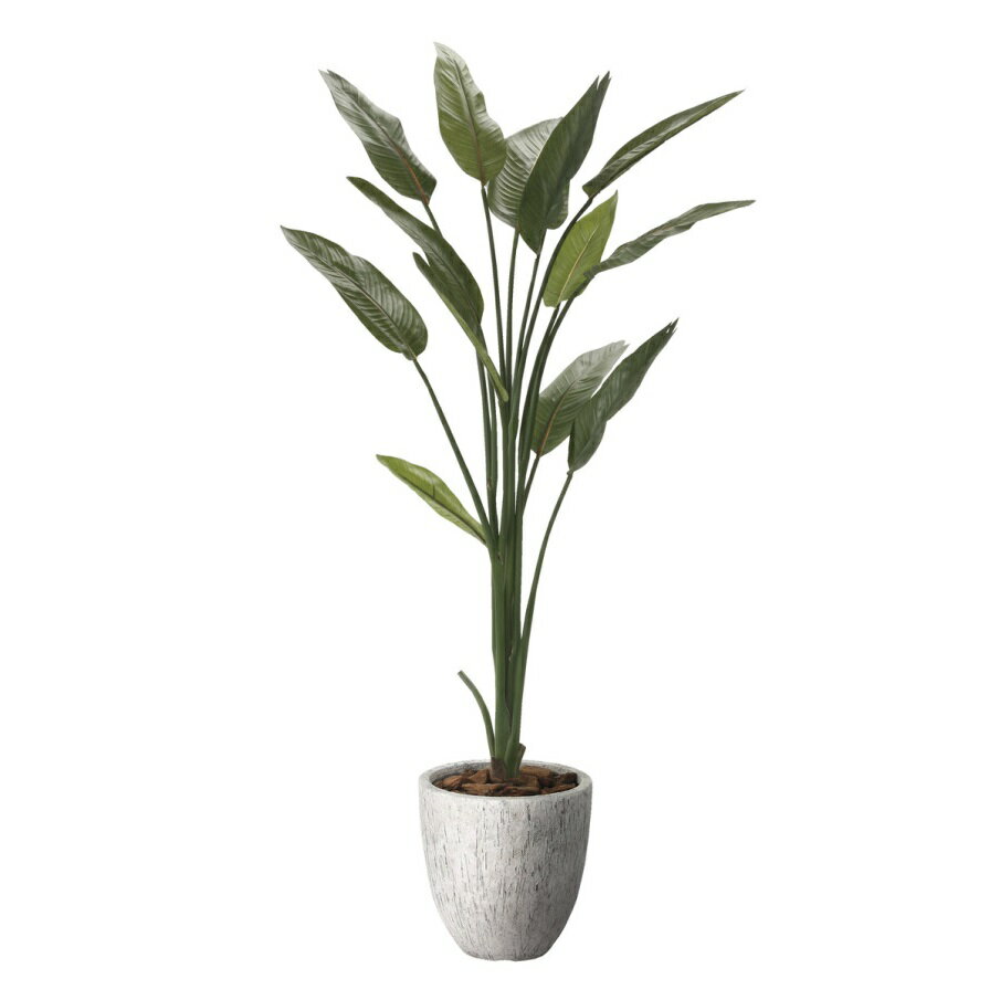 インテリア フェイクグリーン・人工観葉植物 ナチュラルストレチア1.6m 光触媒加工（V-CAT）