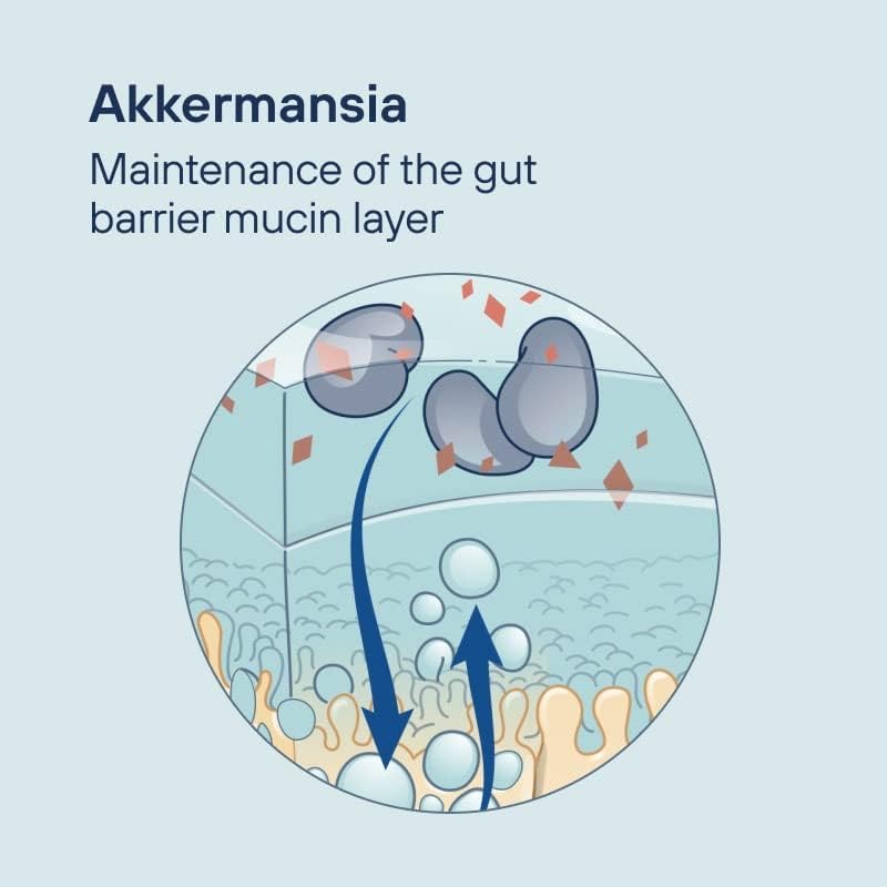 Pendulum 社 アッカーマンシア菌 1粒あたり1億個配合 サプリメント30粒 Pendulum Akkermansia for Gut Health | The ONLY Brand with Live Akkermansia Muciniphila | A Probiotic Supplement for Women and Men | Supports GLP-1, Improves Digestive Health 2