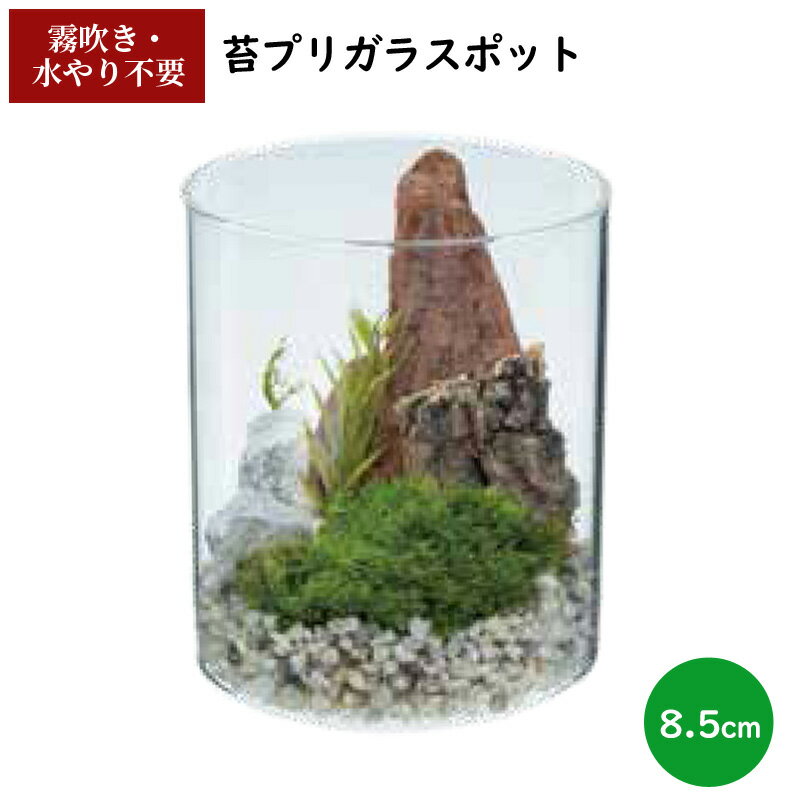 ݥץ 饹ݥå 8.5cm ƥꥢ  ̸᤭    ߥ˥奢 ե ץ쥼  ...
