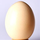 世界一大きなダチョウの卵【新鮮食用】【大きい！形キレイ！】　