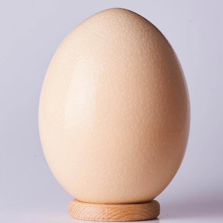 �����ڸ��ȡ��������礭�ʥ����祦����ڿ������ѡۡ��礭���������쥤���ۡ���Ļ �����祦 �����祦���� ��Ļ���� �� �ܶ̾Ƥ� ������ �ץ�� ����Ȥ��� ������ �ѥ󥱡��� �ۥåȥ����� �С��٥��塼 �����ȥɥ� ������ ���٥�� ��ͳ���� �Ƶ٤�