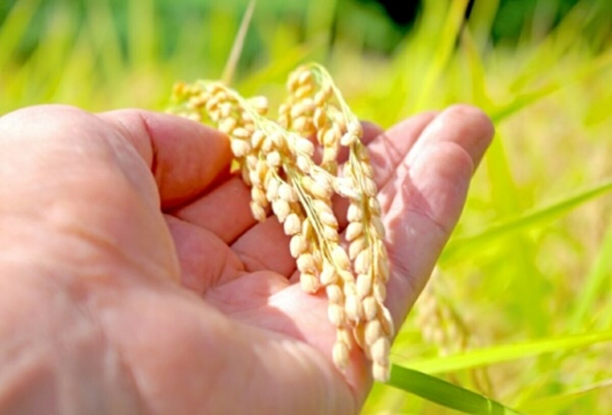 令和7年産 青天の霹靂 せいてんのへきれき 米 こめ 白米 精米 10キロ 10kg 青森県産 あおもり ご当地 ブランド米　送料無料 令和7年産 新米 青森県産 青天の霹靂 5Kg×2袋【10kg】(ライケット こめ 米)【保存チャック付き】