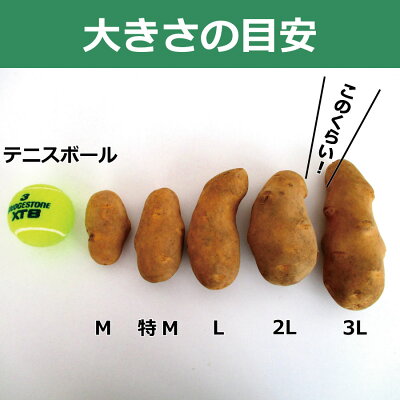 【送料無料】【北海道とかち産】メークインM-特Mサイズ10kgメイクイーン/じゃがいも/ジャガイモ/じゃが芋/ジャガ芋/ばれいしょ/馬鈴薯/バレイショ/黄金メーク/新じゃが