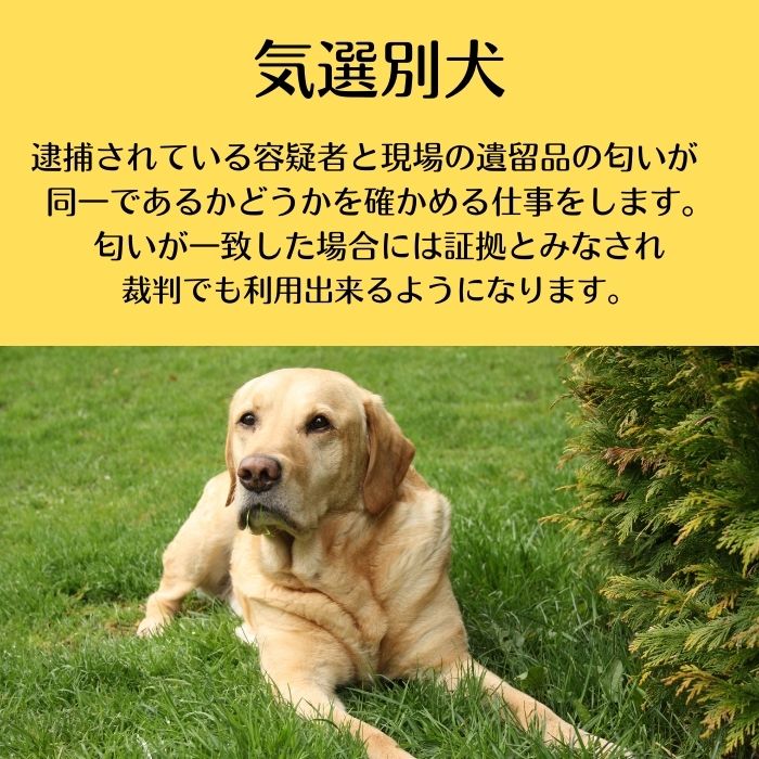 臭気選別訓練用生地 犬訓練 犬 トレーニング用 トレーニング 訓練 しつけ イヌ 日本警察犬協会 犯人 遺留品 100枚 ゴールデンレトリバー 上品 さらし ワンちゃん